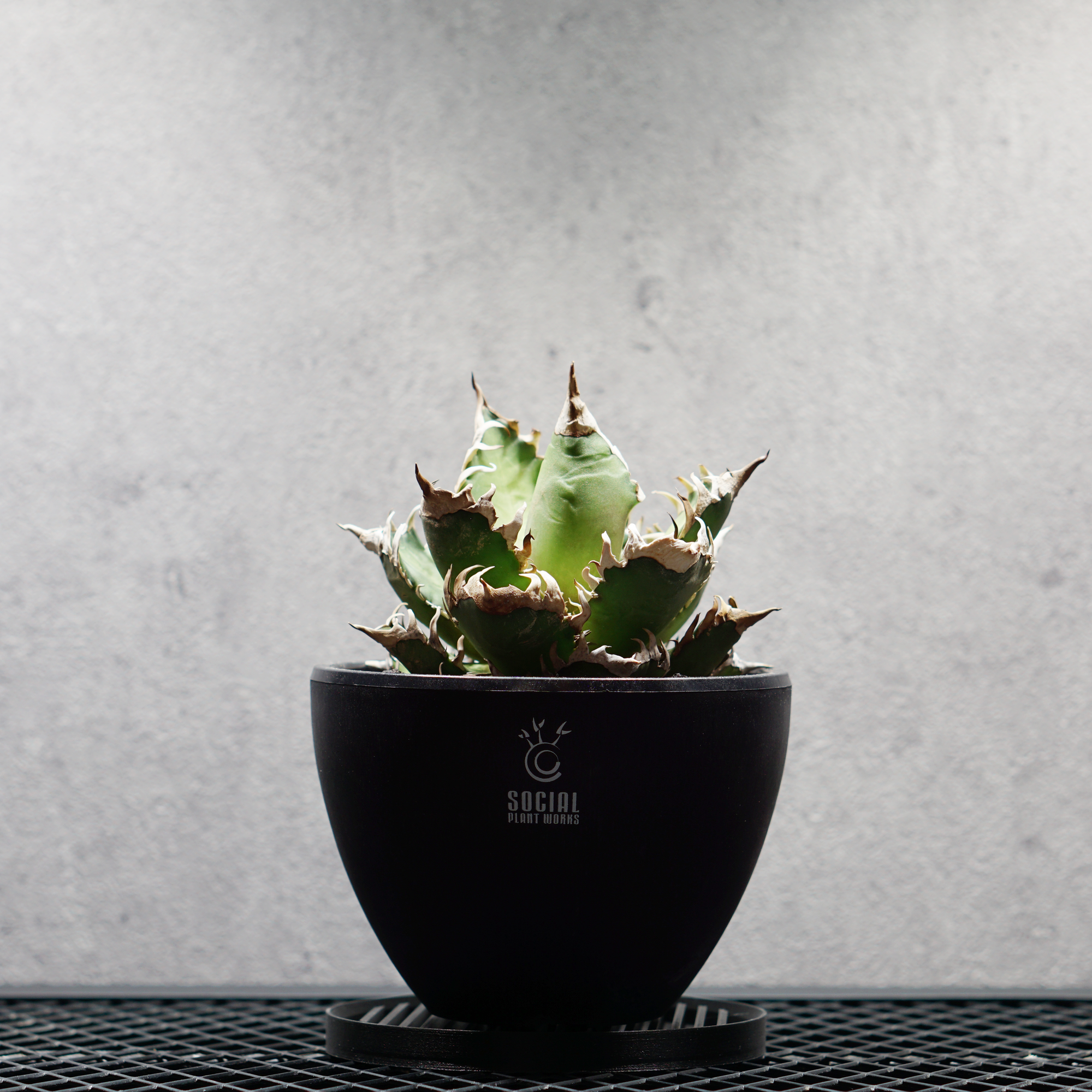 アガベ チタノタ 赤猫 LOGO ECO POT SIZE M（4.5号サイズ鉢）＋ LOGO SLIT PLATE Mセット