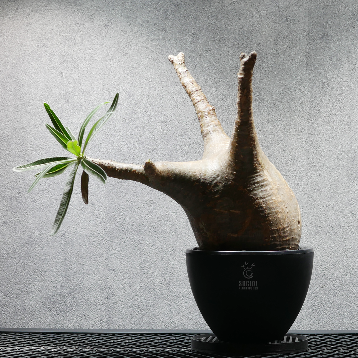 パキポディウム グラキリス 発根済み良型 LOGO ECO POT SIZE M（4.5号サイズ鉢）＋ LOGO SLIT PLATE Mセット