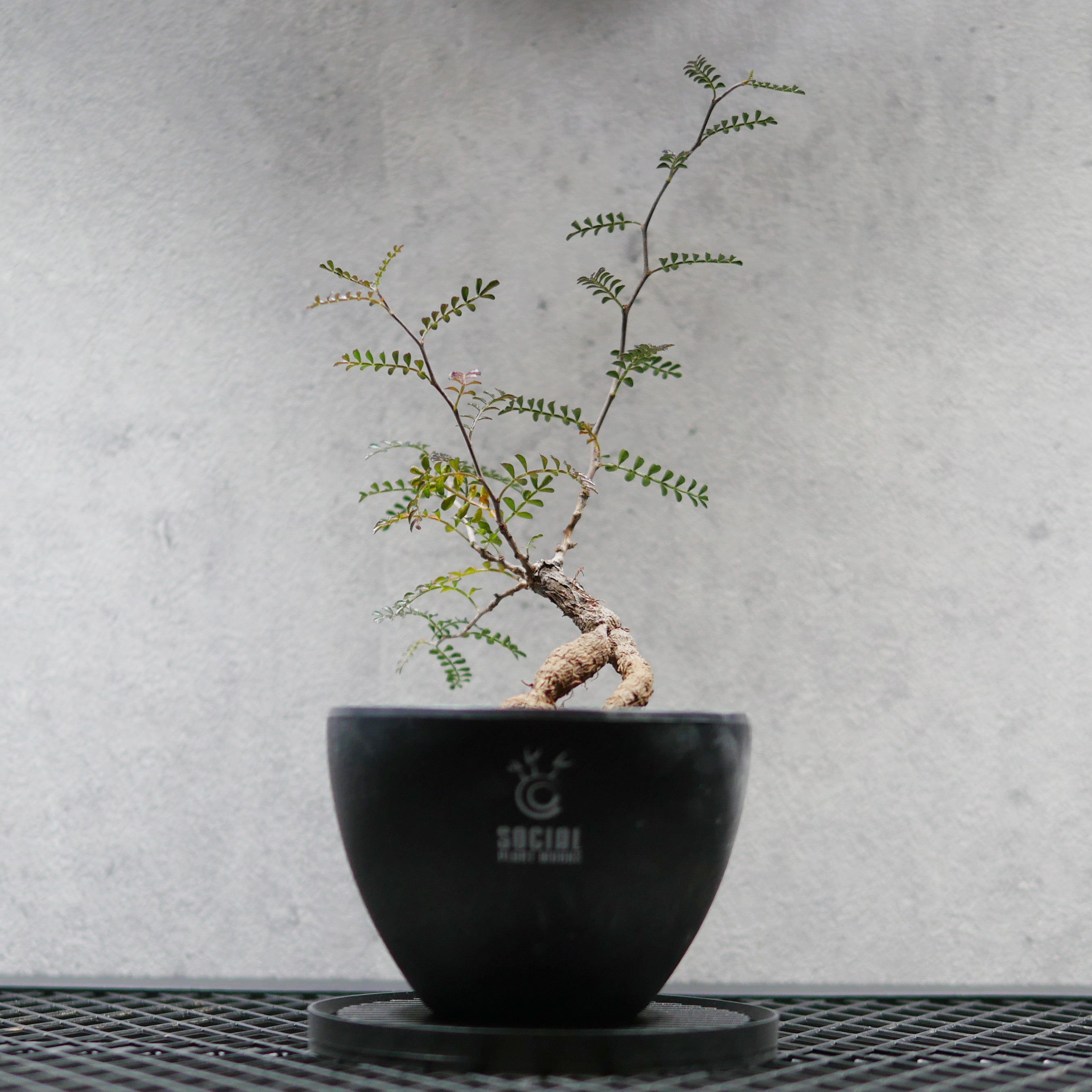 パキポディウム・グラキリス LOGO ECO POT SIZE M（4.5号サイズ鉢）＋