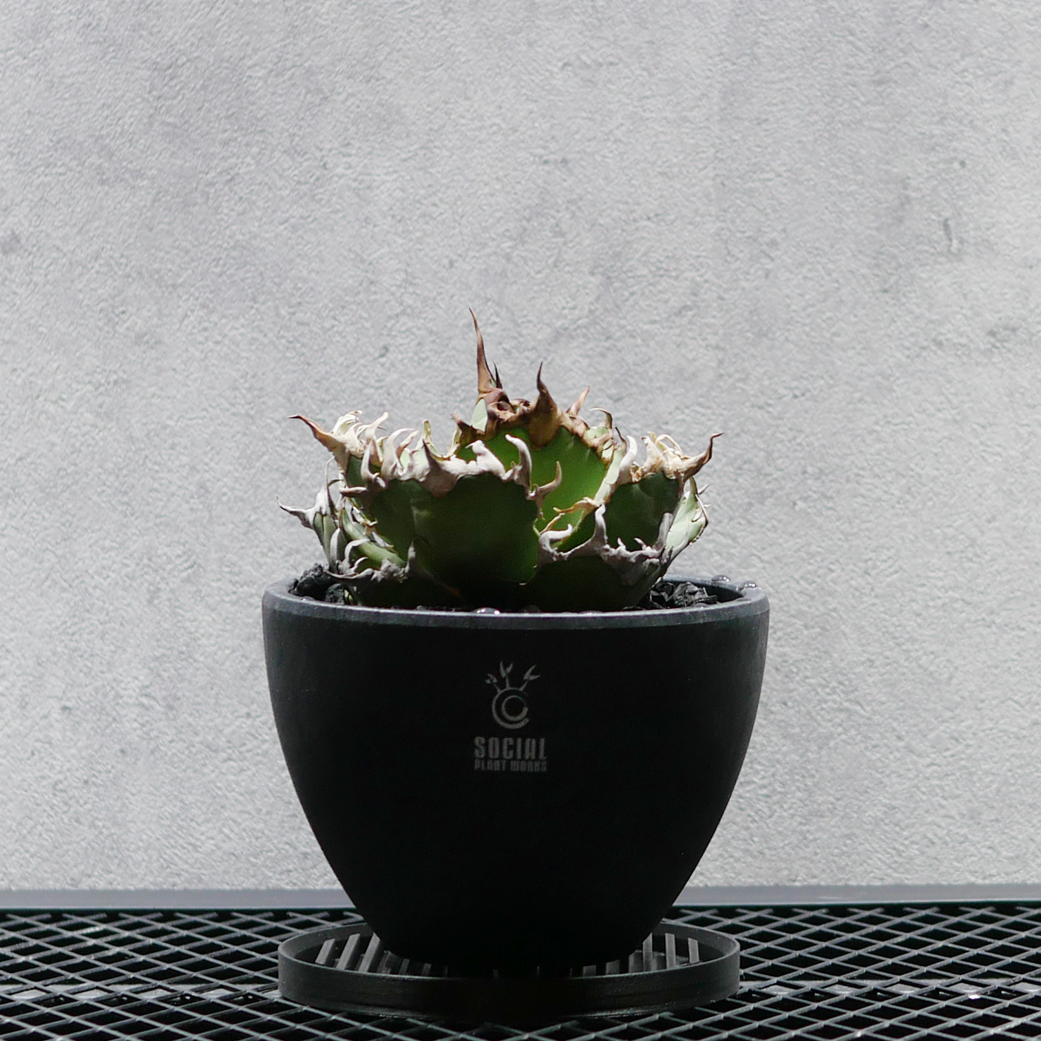 アガベ チタノタ シーザー LOGO ECO POT SIZE M(4.5号サイズ鉢)+ アガベ チタノタ シーザー LOGO ECO POT SIZE M(4.5号サイズ鉢)+
