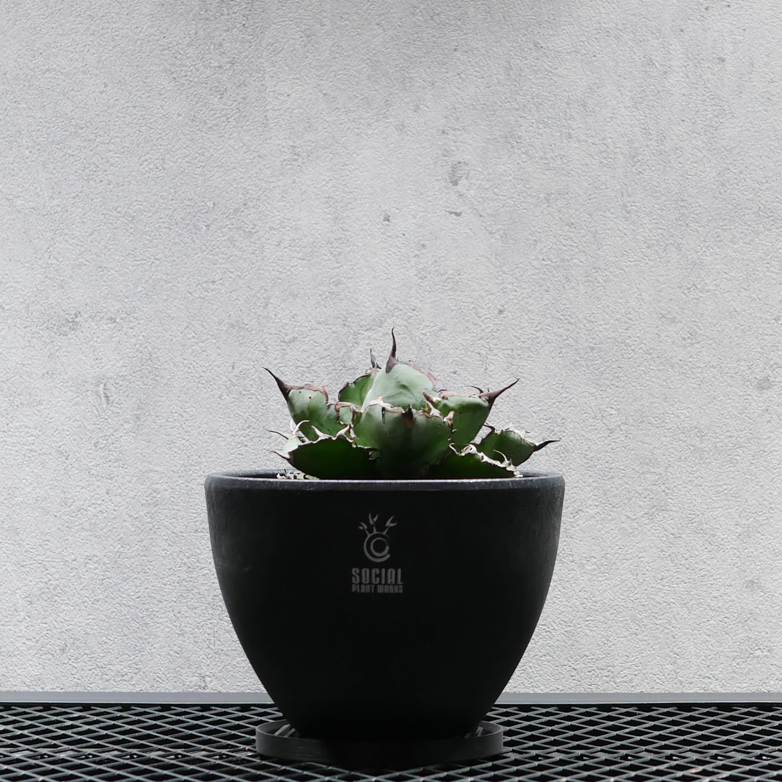 アガベ チタノタ ブラック&ブルー BB03 LOGO ECO POT SIZE M(4.5号 アガベ チタノタ ブラック&ブルー BB03 LOGO ECO POT SIZE M(4.5号