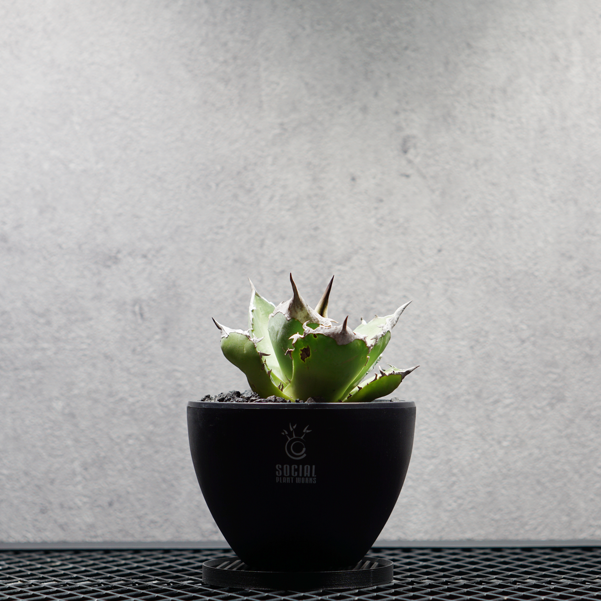 アガベ チタノタ 白犀牛 シロサイ LOGO ECO POT SIZE S（3.5号サイズ鉢）＋ LOGO SLIT PLATE Sセット