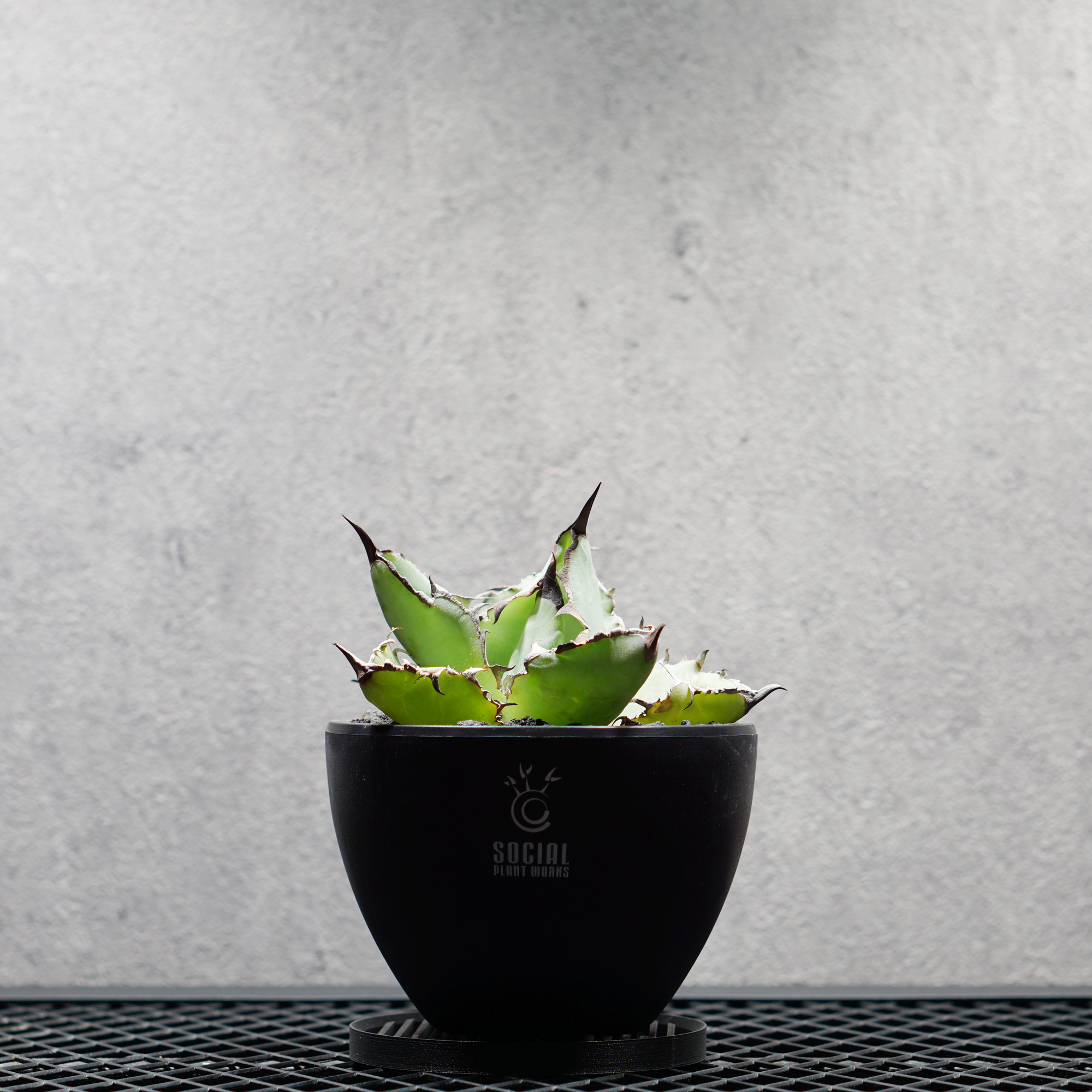 アガベ チタノタ ブラック&amp;ブルー LOGO ECO POT SIZE S（3.5号サイズ鉢）＋ LOGO SLIT PLATE Sセット