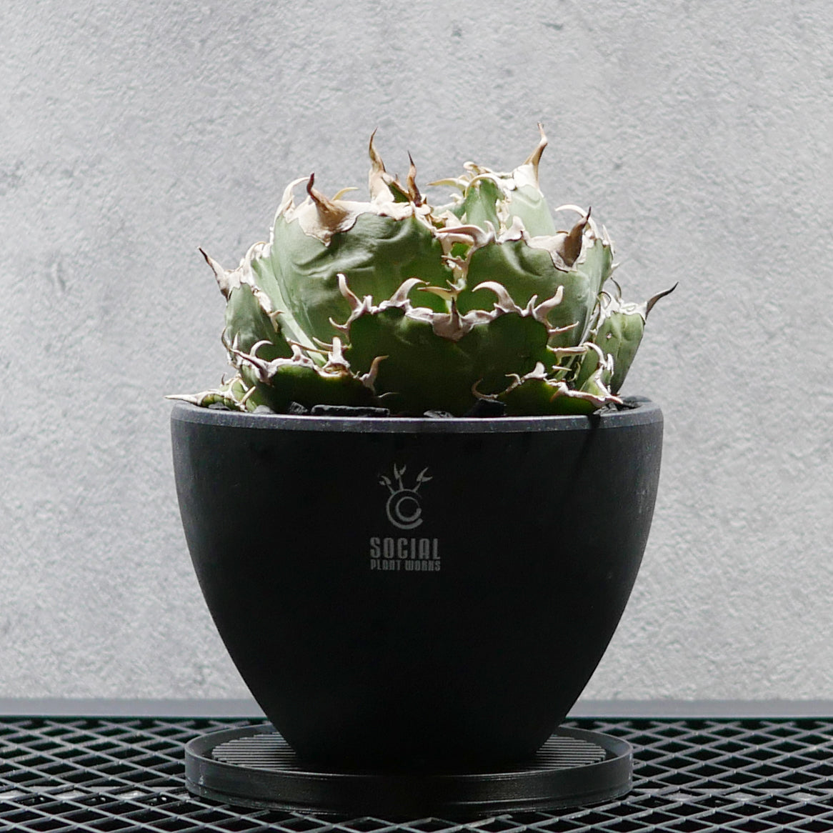 PRODUCT – SOCIAL PLANT WORKS｜OFFICIAL STORE