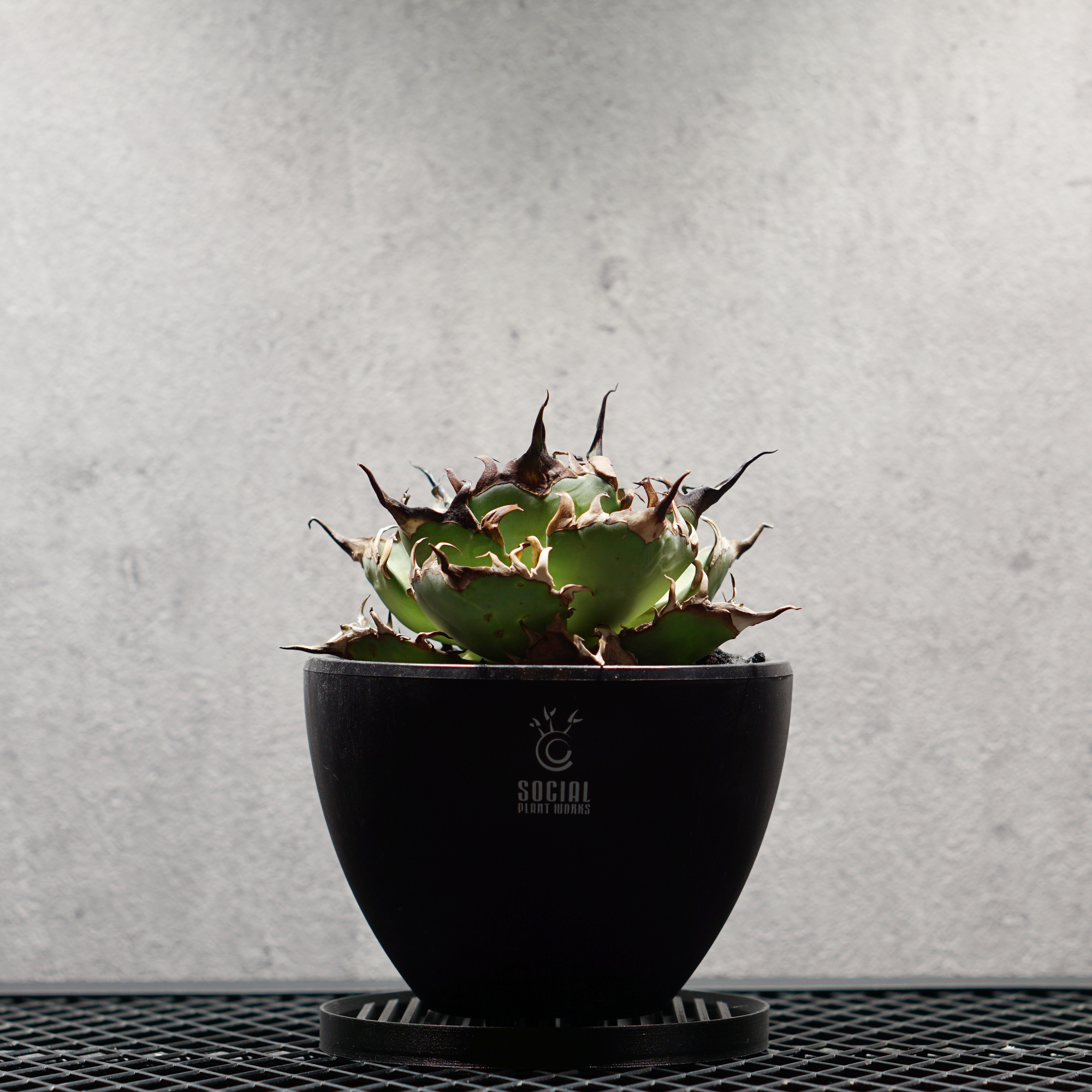 アガベ チタノタ スーパーシーザー LOGO ECO POT SIZE M（4.5号サイズ鉢）＋ LOGO SLIT PLATE Mセット