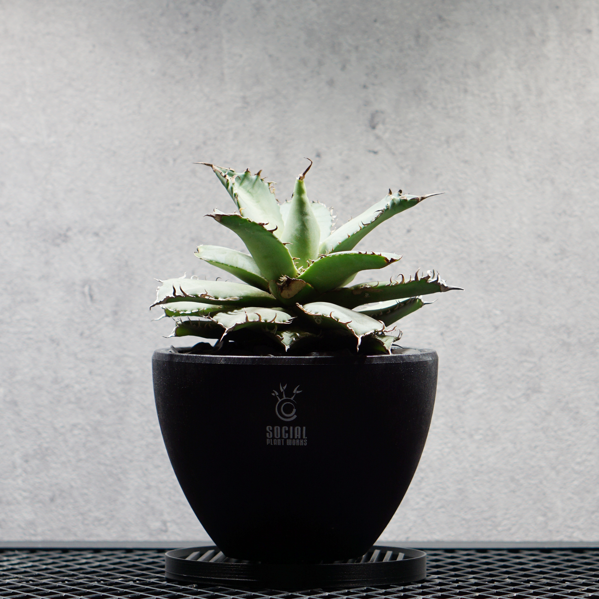 アガベ チタノタ フィリグリー07 LOGO ECO POT SIZE M（4.5号サイズ鉢