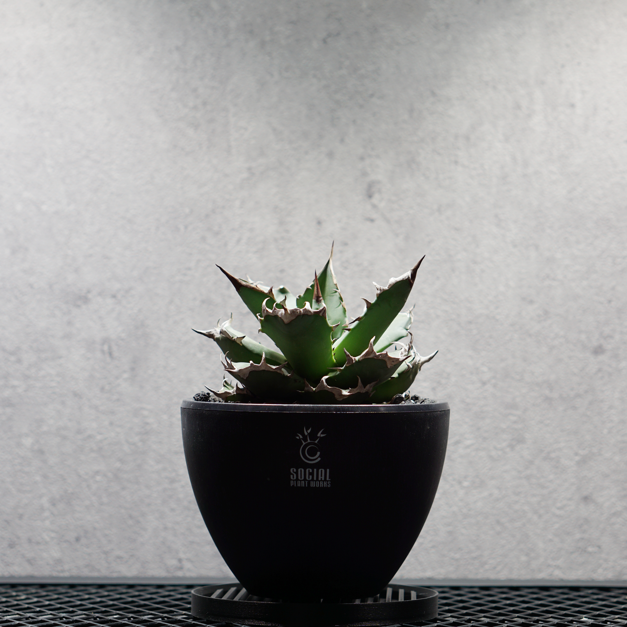 アガベ チタノタ 姫源龍02 LOGO ECO POT SIZE M（4.5号サイズ鉢）＋ LOGO SLIT PLATE Mセット