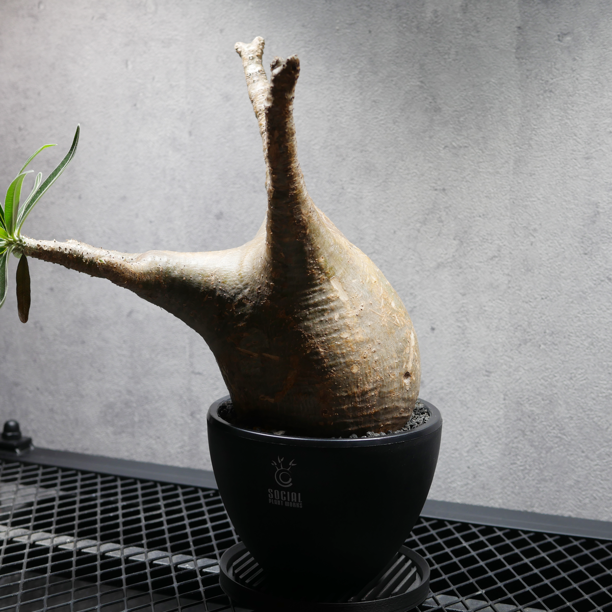 パキポディウム グラキリス 鉢・受け皿セット|SOCIAL PLANT WORKS パキポディウム グラキリス 鉢・受け皿セット|SOCIAL PLANT WORKS