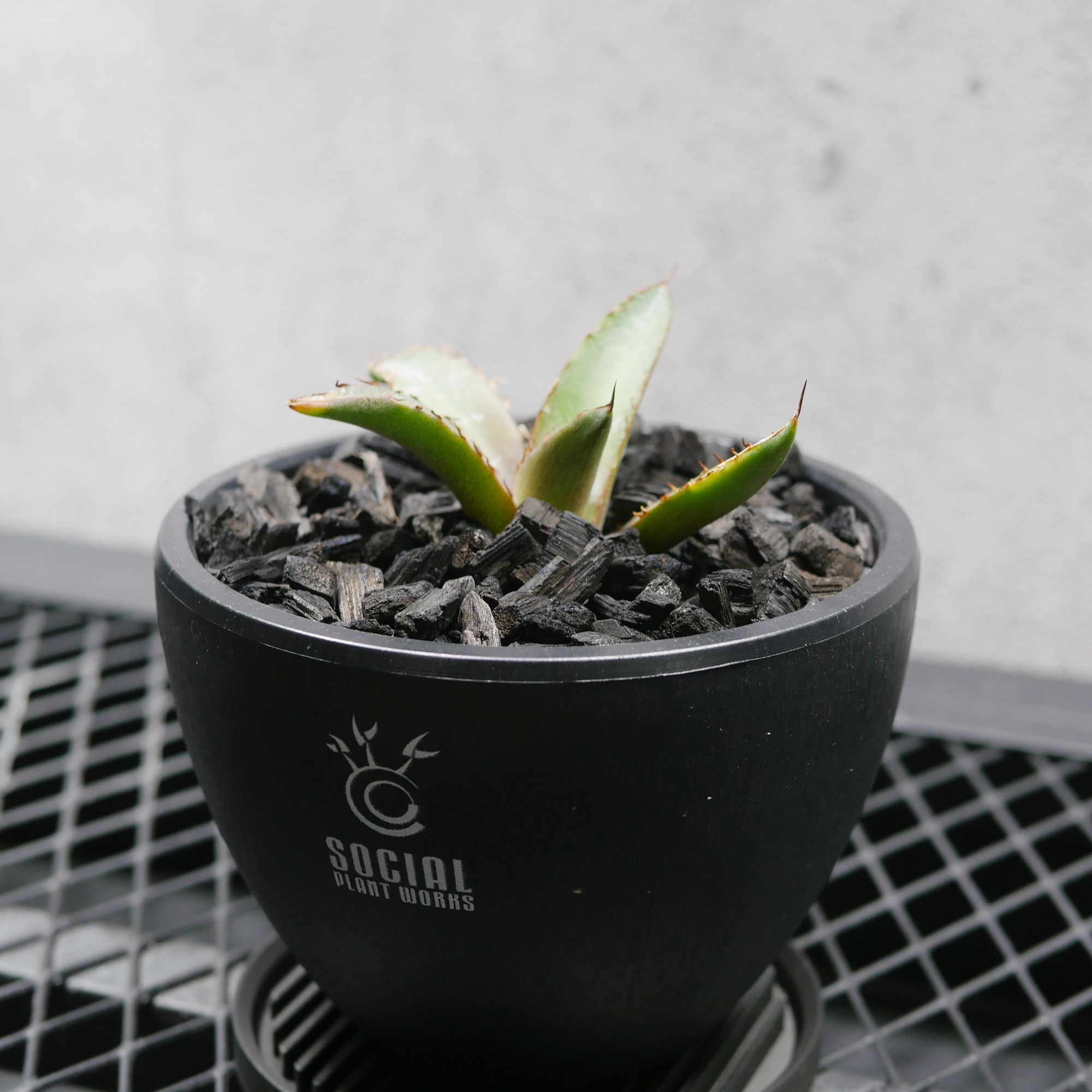 アガベ チタノタ フィリグリー LOGO ECO POT SIZE S(3.5号サイズ鉢 アガベ チタノタ フィリグリー LOGO ECO POT SIZE S(3.5号サイズ鉢