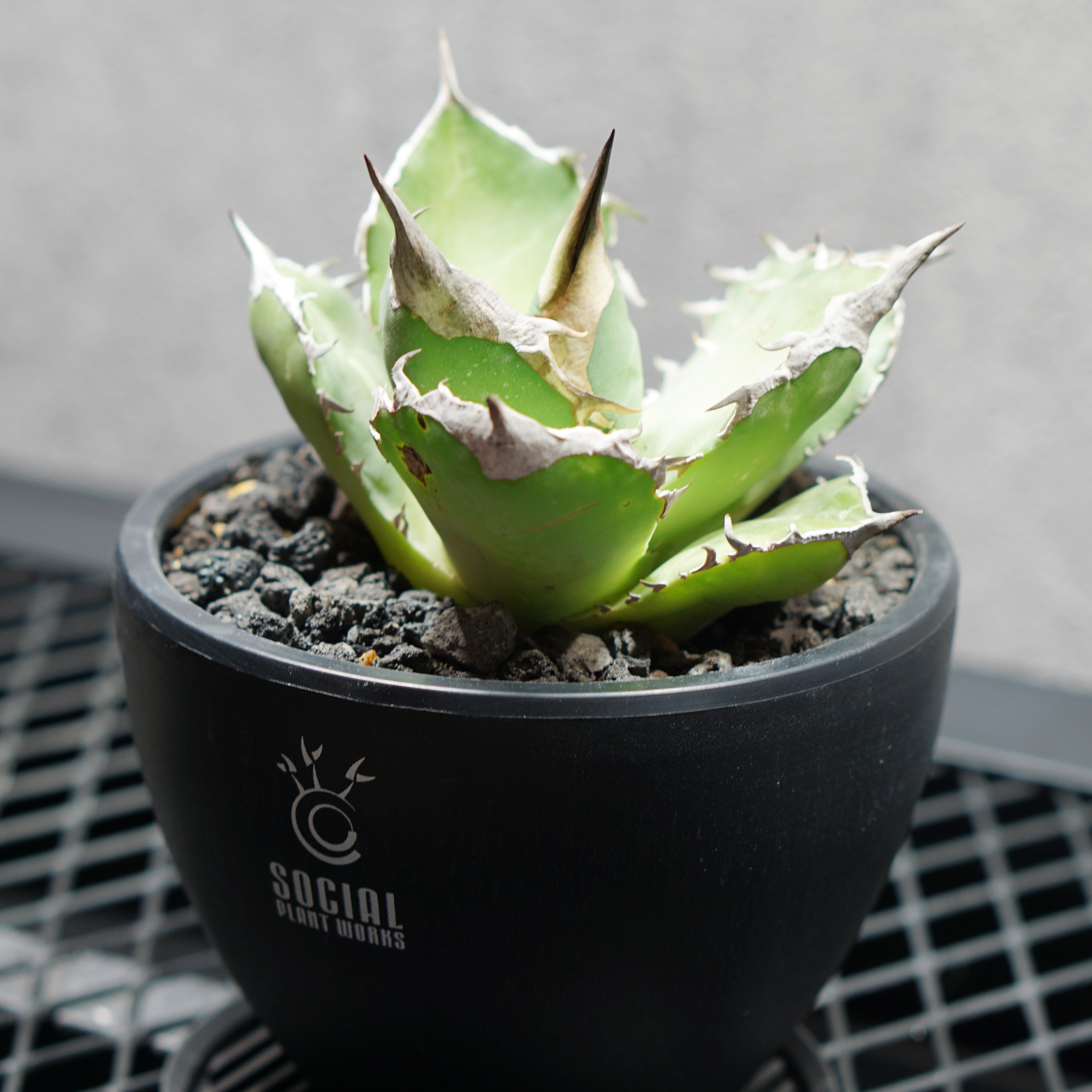 アガベ チタノタ 白犀牛 シロサイ LOGO ECO POT SIZE S（3.5号サイズ鉢）＋ LOGO SLIT PLATE Sセット