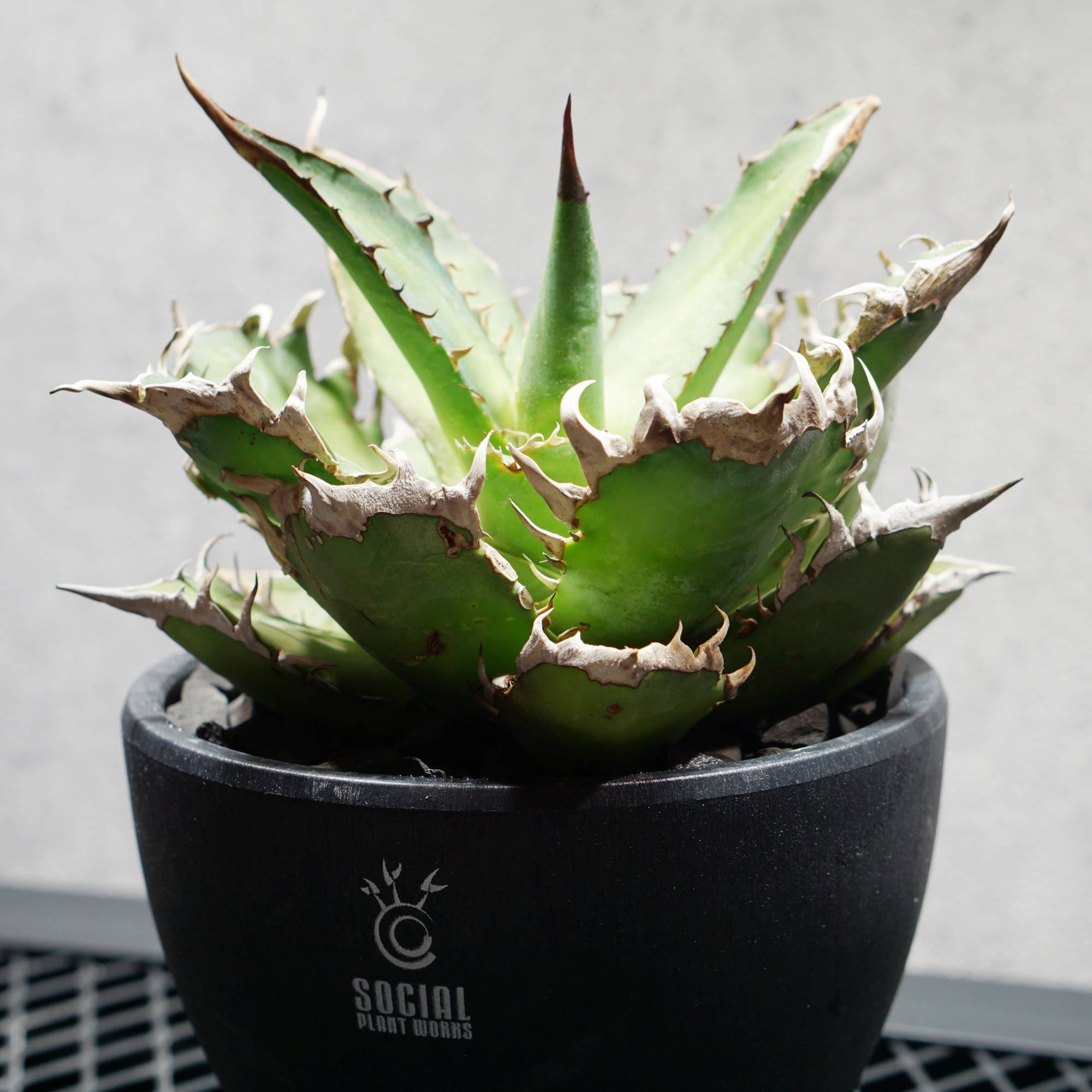 アガベ チタノタ シャークソード LOGO ECO POT SIZE M（4.5号サイズ鉢）＋ LOGO SLIT PLATE Mセット