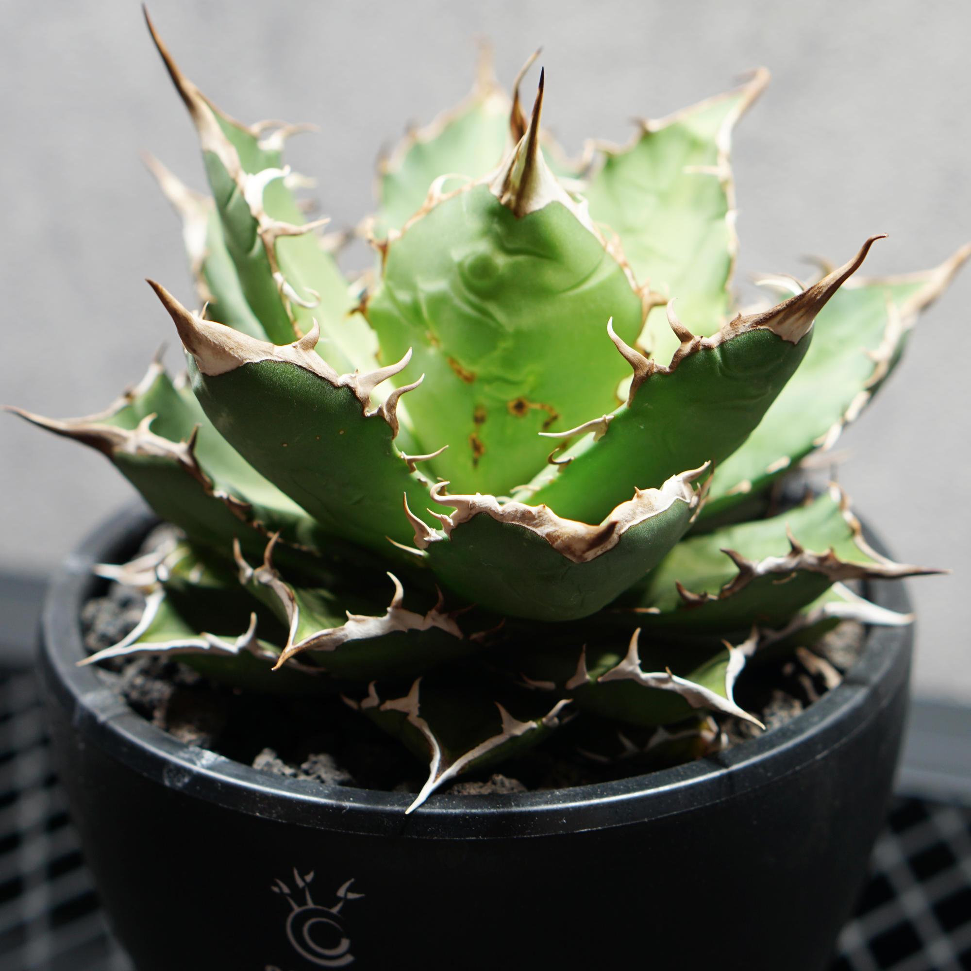 アガベ チタノタ 熊猫 パンダ LOGO ECO POT SIZE M（4.5号サイズ鉢）＋ LOGO SLIT PLATE Mセット