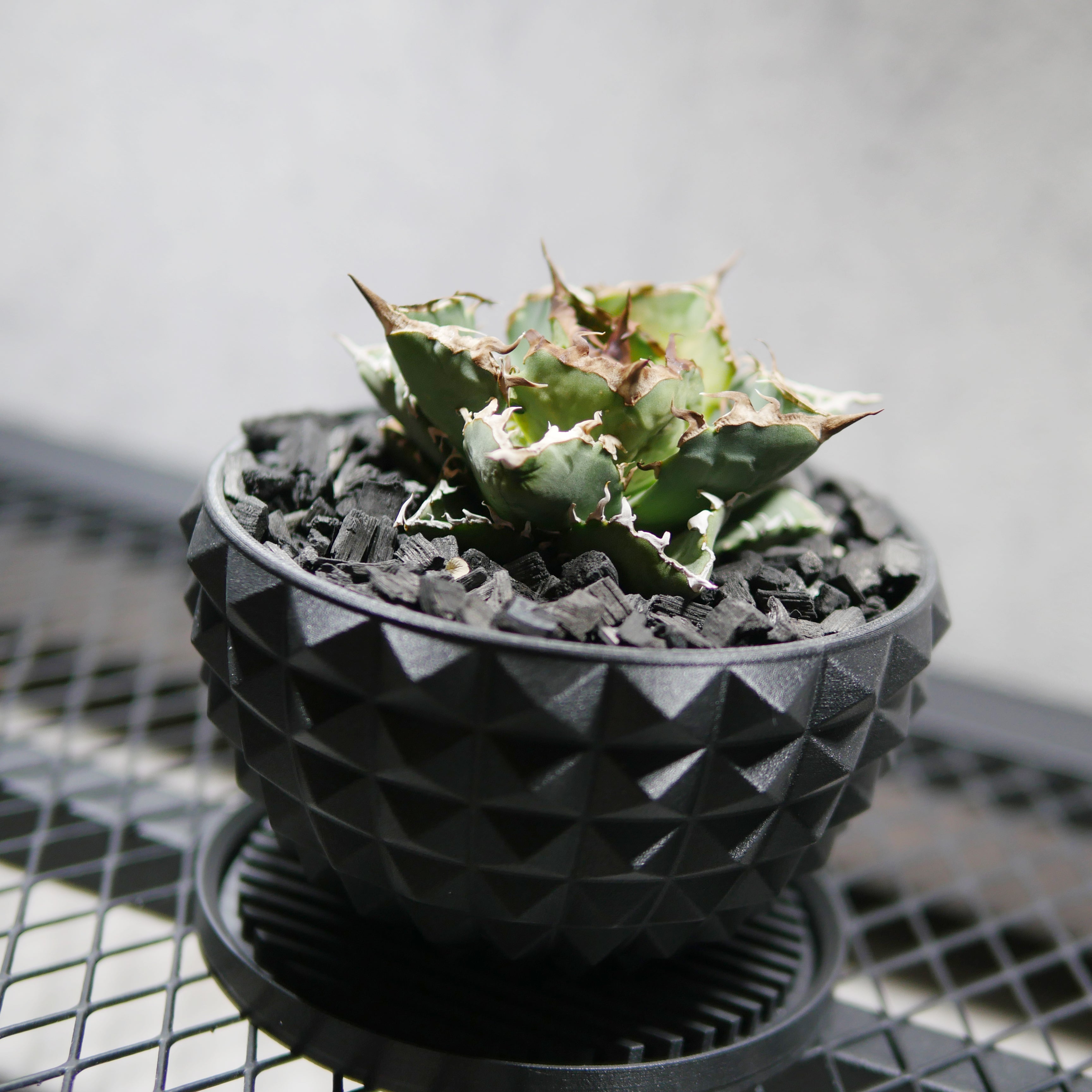 アガベ　チタノタ　シーザー　※鉢付き アガベ シーザー（Caesar）良型親株 鉢付き アガベ シーザー（Caesar