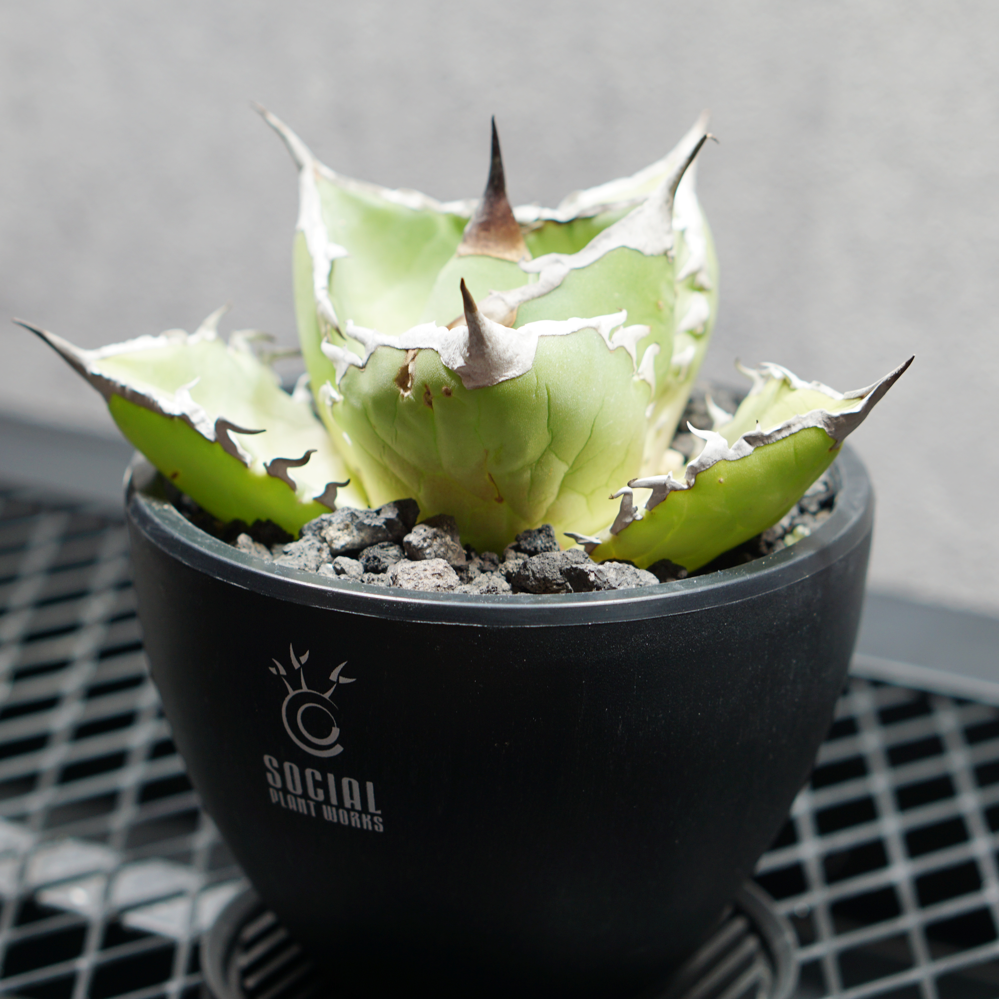 アガベ チタノタ シャークソード03 LOGO ECO POT SIZE S（3.5号サイズ鉢）＋ LOGO SLIT PLATE Sセット