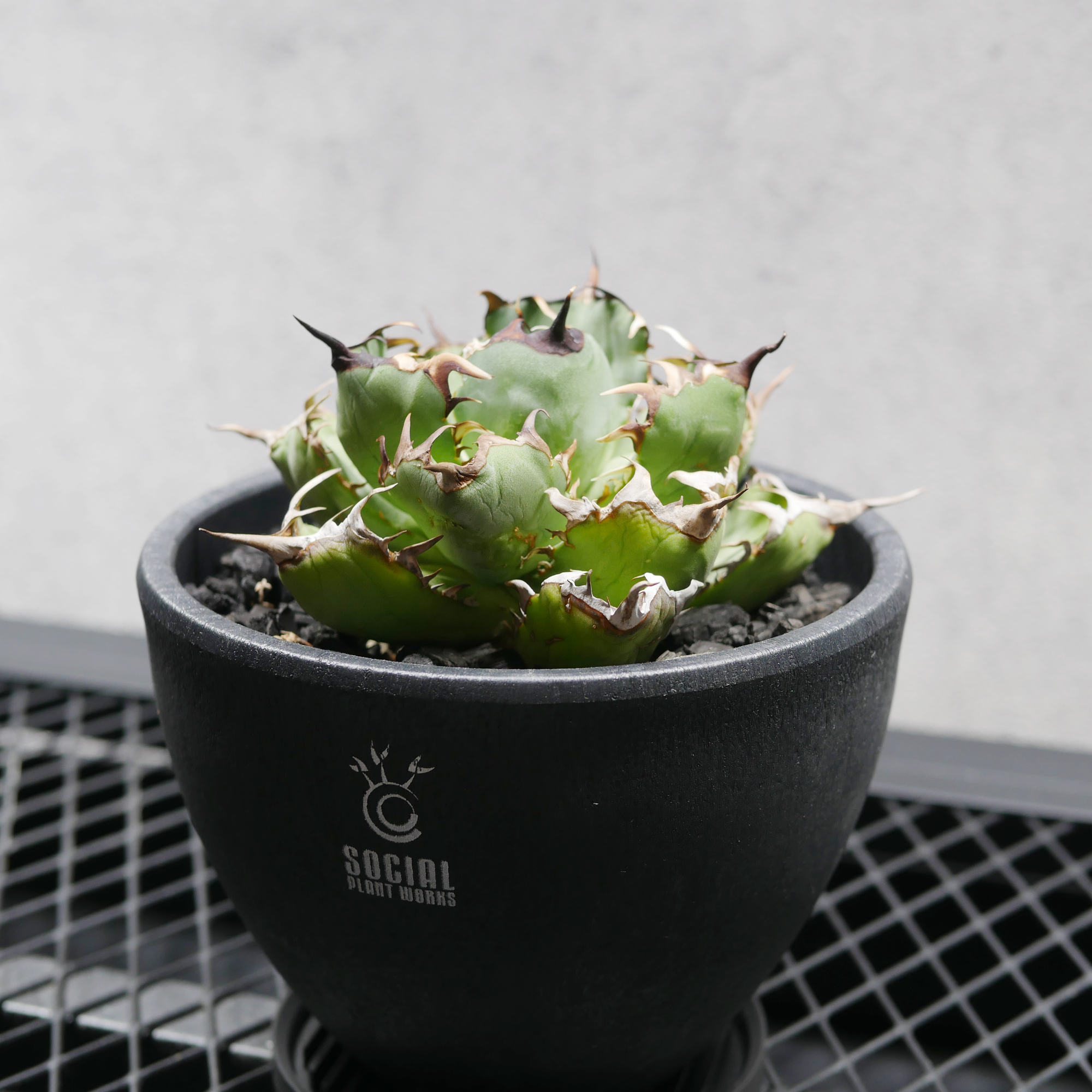 アガベ チタノタ 黒鯨 LOGO ECO POT SIZE M(4.5号サイズ鉢)+ LOGO アガベ チタノタ 黒鯨 LOGO ECO POT SIZE M(4.5号サイズ鉢)+ LOGO