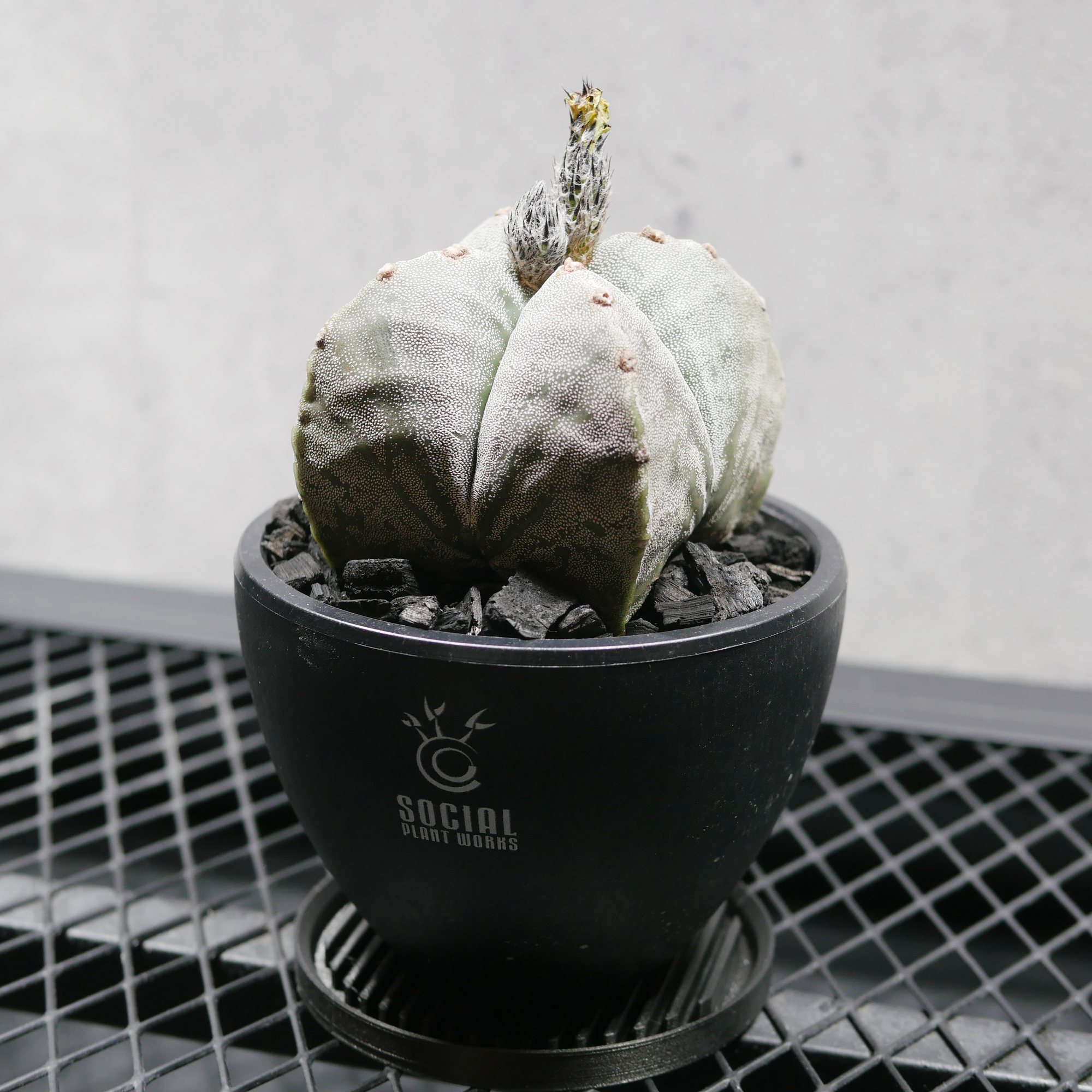 アストロフィツム 鸞鳳玉(ランポー玉) LOGO ECO POT SIZE S(3.5号 アストロフィツム 鸞鳳玉(ランポー玉) LOGO ECO POT SIZE S(3.5号