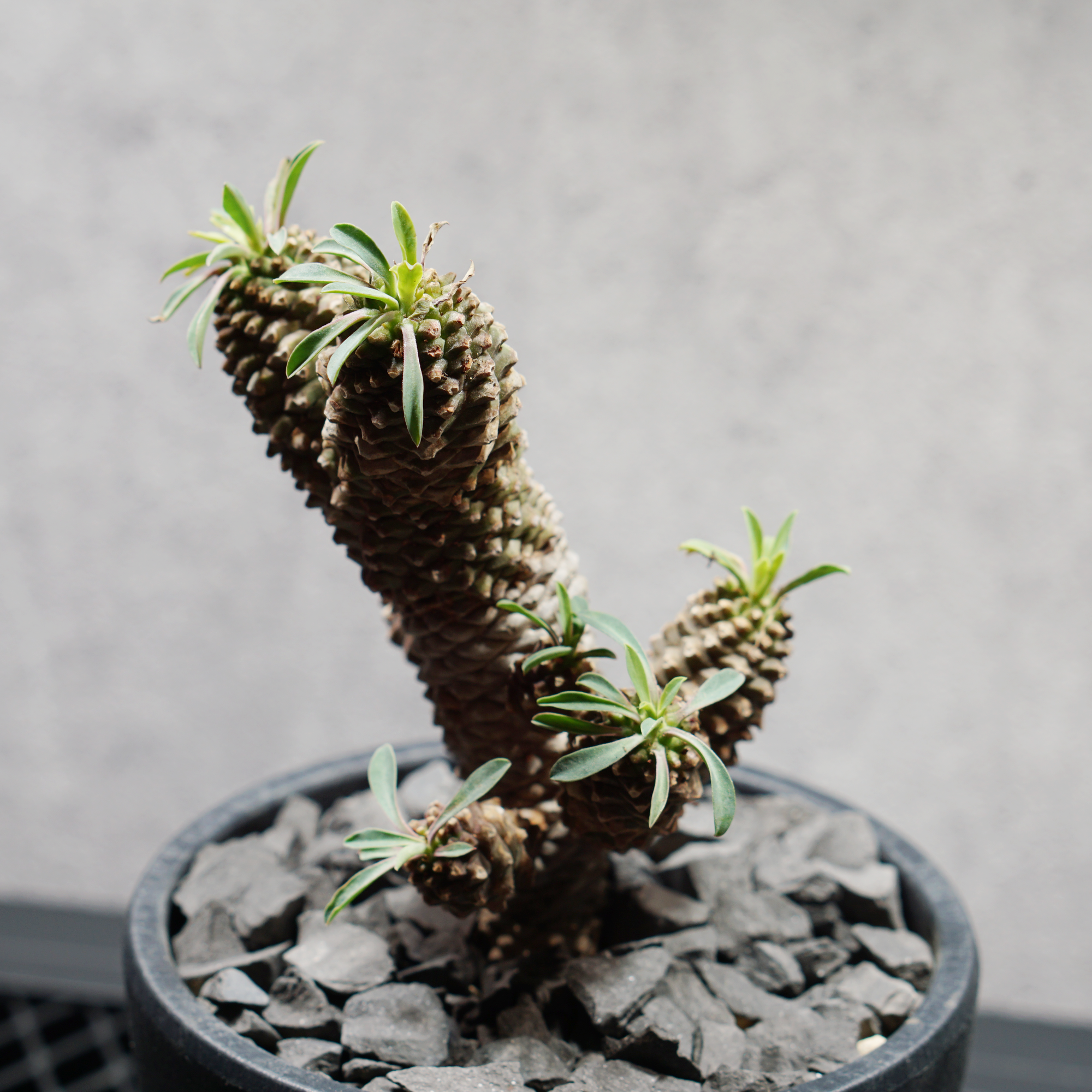 ユーフォルビア ソテツキリン05 LOGO ECO POT SIZE M（4.5号サイズ鉢）＋ LOGO SLIT PLATE Mセット