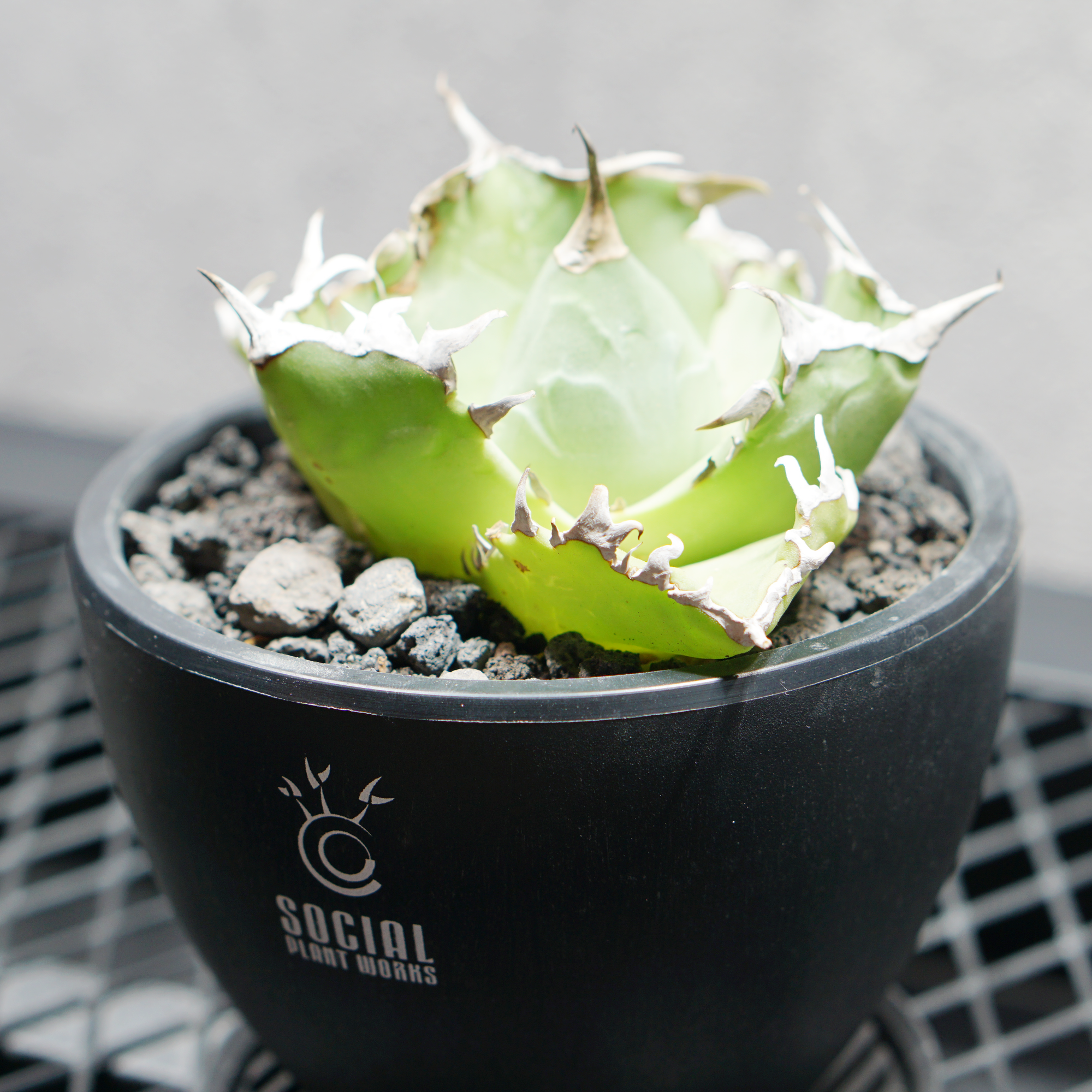 アガベ チタノタ クラブ 蟹02 LOGO ECO POT SIZE S（3.5号サイズ鉢）＋ LOGO SLIT PLATE Sセット