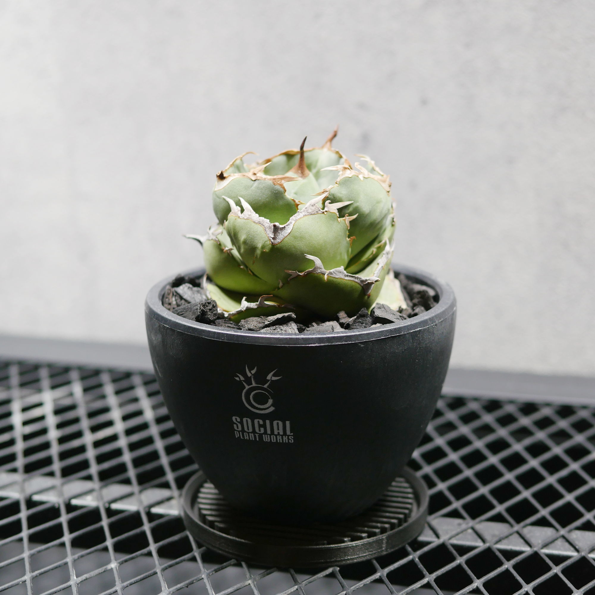 アガベ チタノタ ジャガーノート LOGO ECO POT SIZE S(3.5号サイズ鉢 アガベ チタノタ ジャガーノート LOGO ECO POT SIZE S(3.5号サイズ鉢