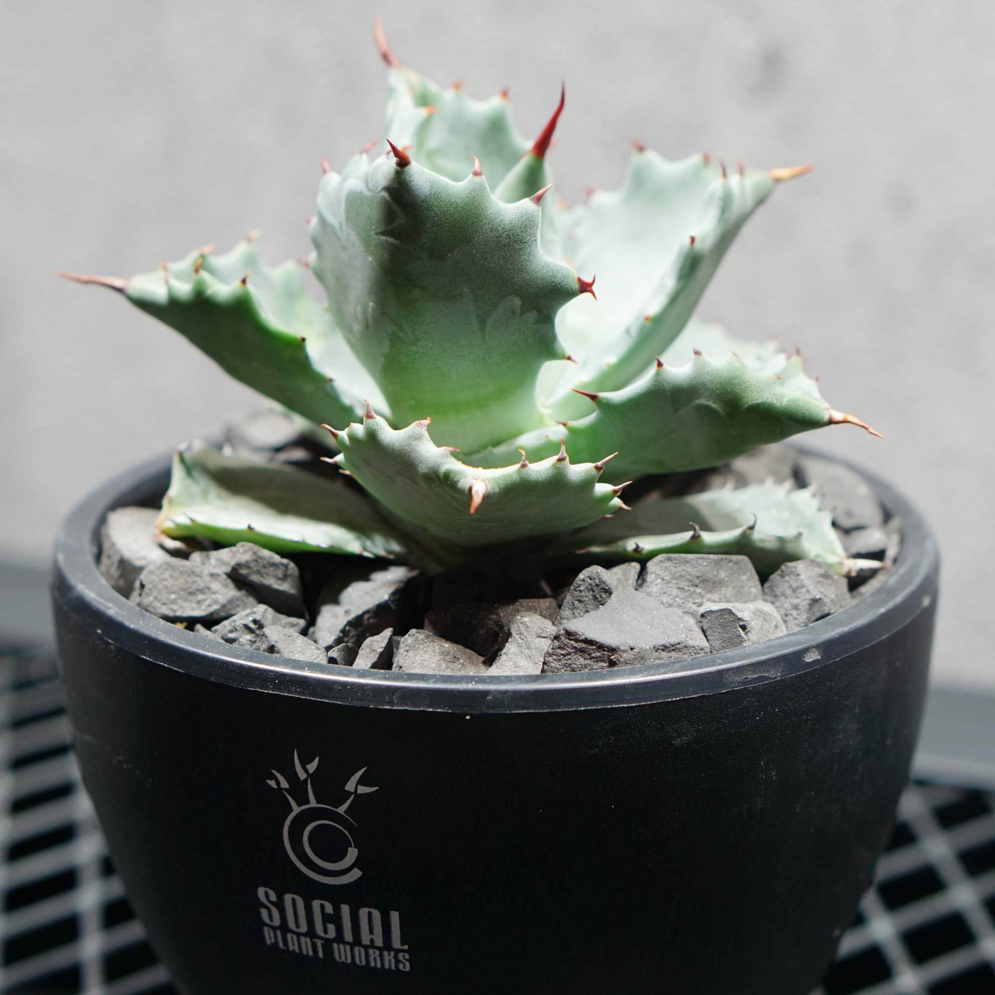 アガベ チタノタ 兜蟹 カブトガニ02 LOGO ECO POT SIZE S（3.5号サイズ鉢）＋ LOGO SLIT PLATE Sセット