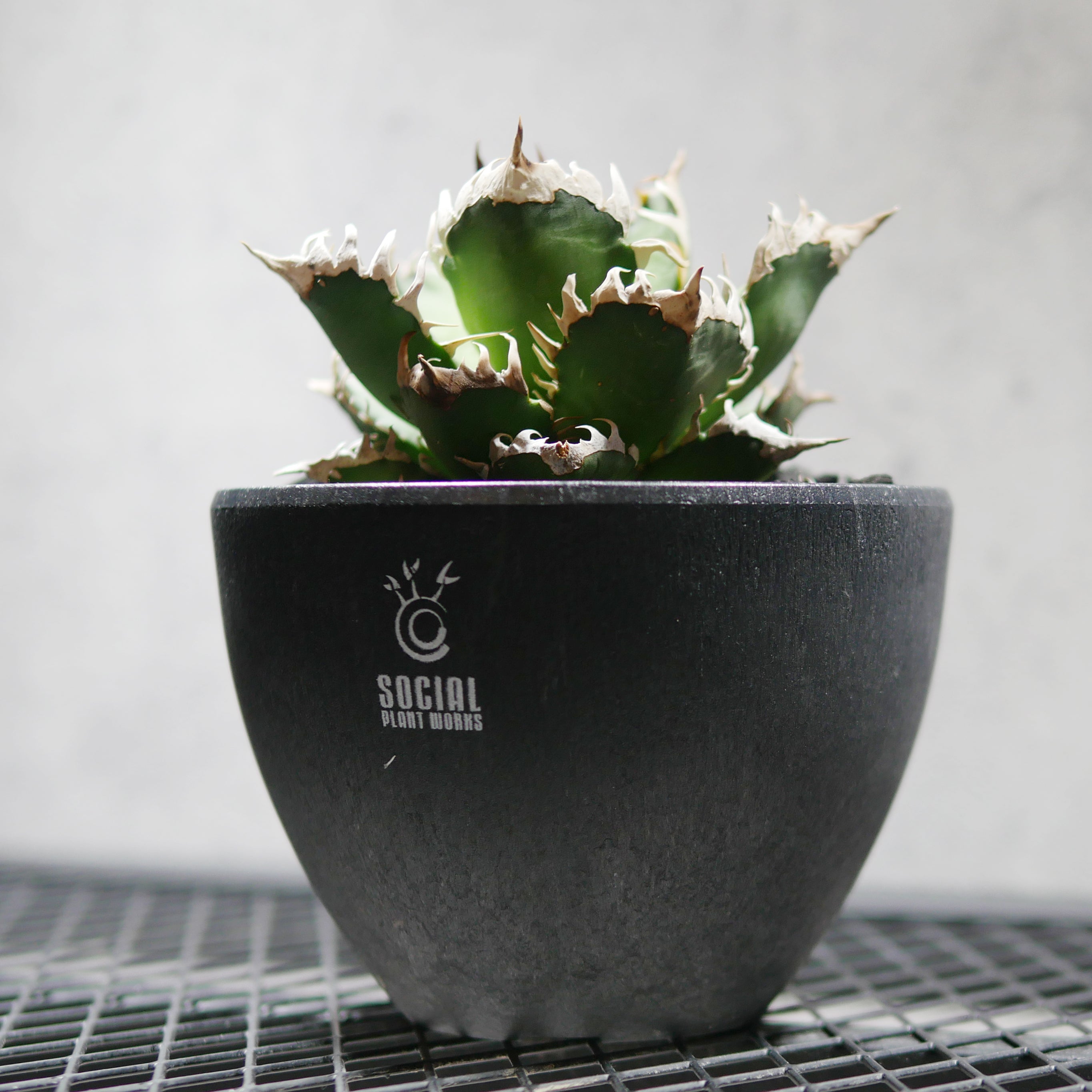 アガベ チタノタ レッドキャットウィールズ 赤猫02 LOGO ECO POT SIZE