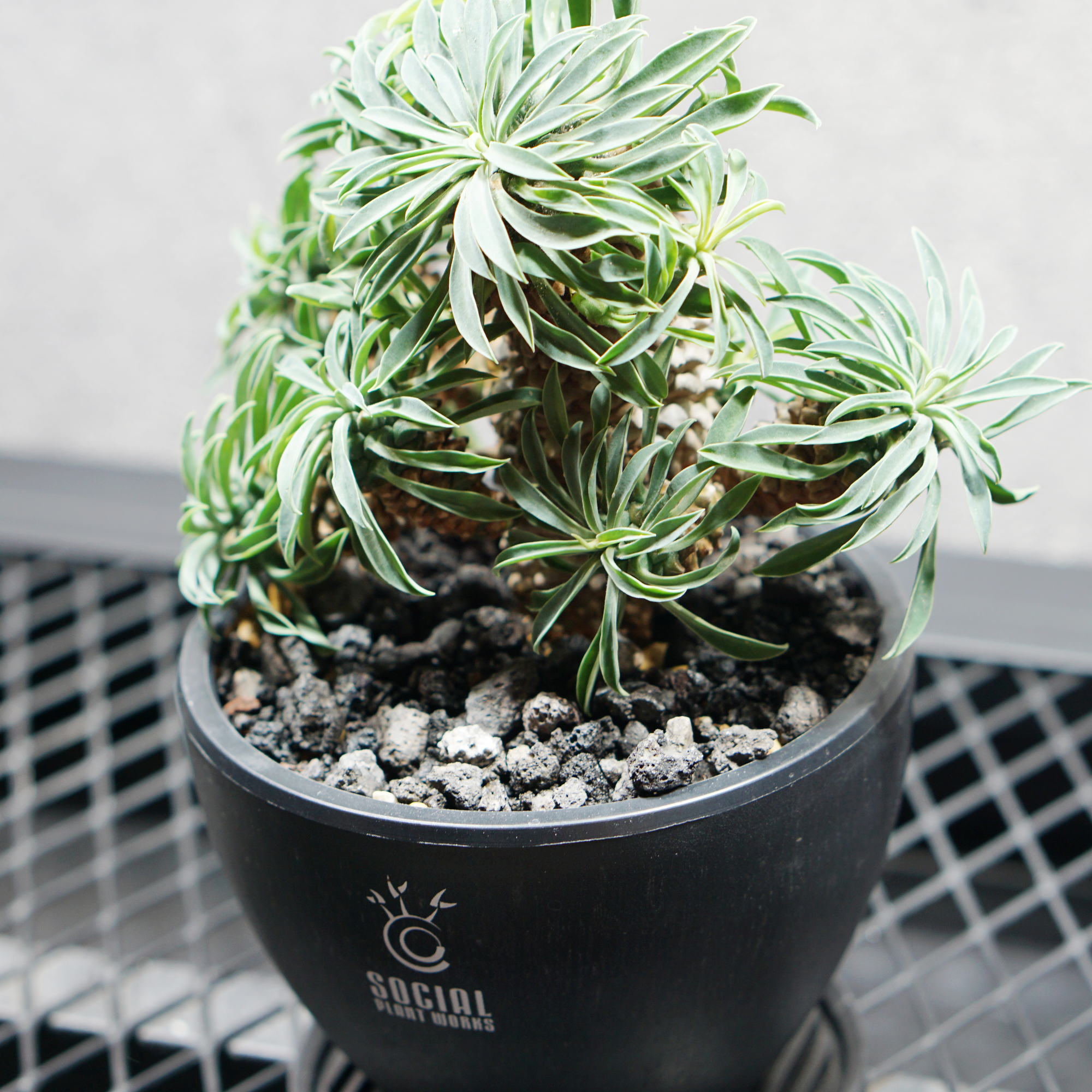 ユーフォルビア ソテツキリン06 LOGO ECO POT SIZE S（3.5号サイズ鉢）＋ LOGO SLIT PLATE Sセット