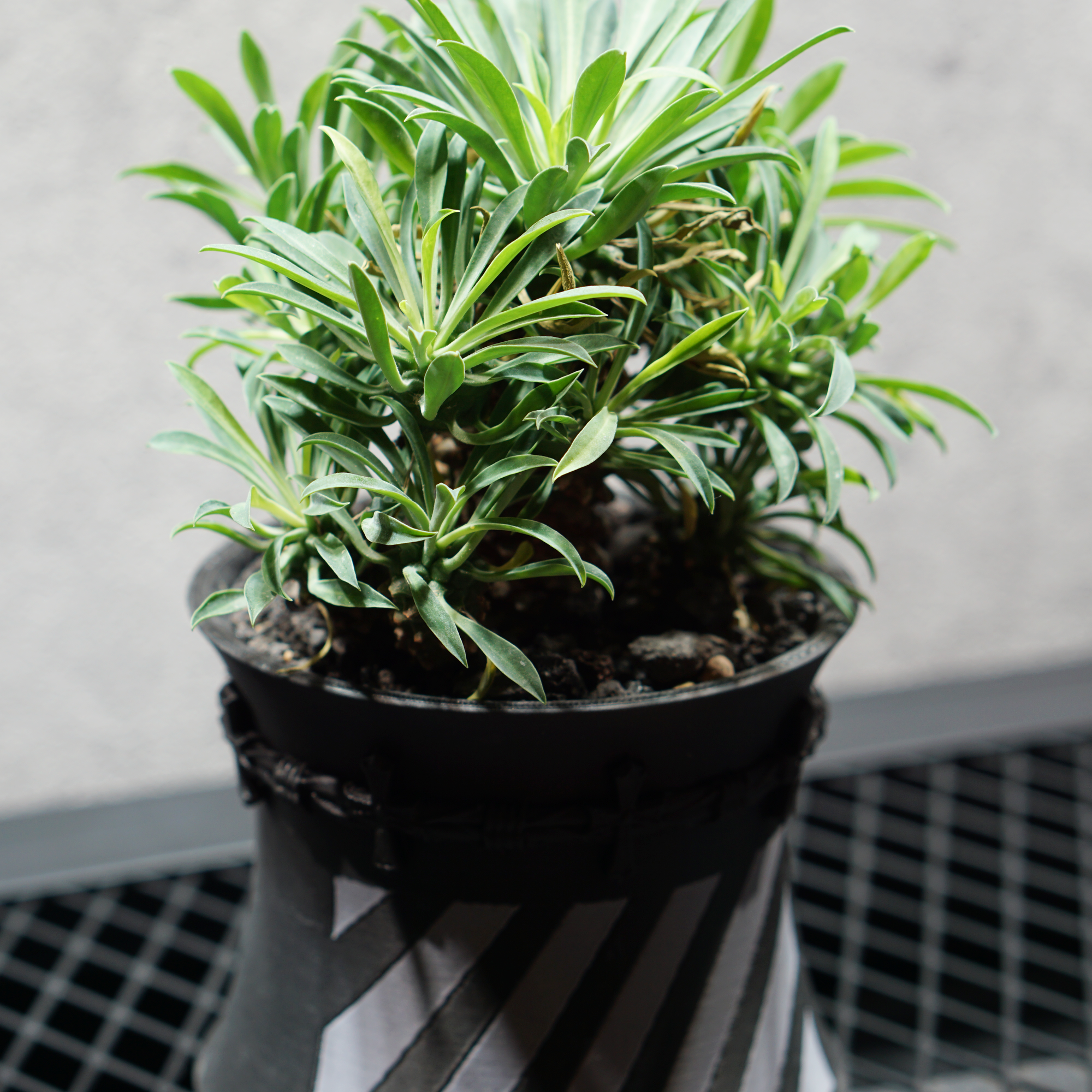 ユーフォルビア ソテツキリン05 POT HAZE S（3.5号サイズ鉢）＋ LOGO SLIT PLATE Mセット