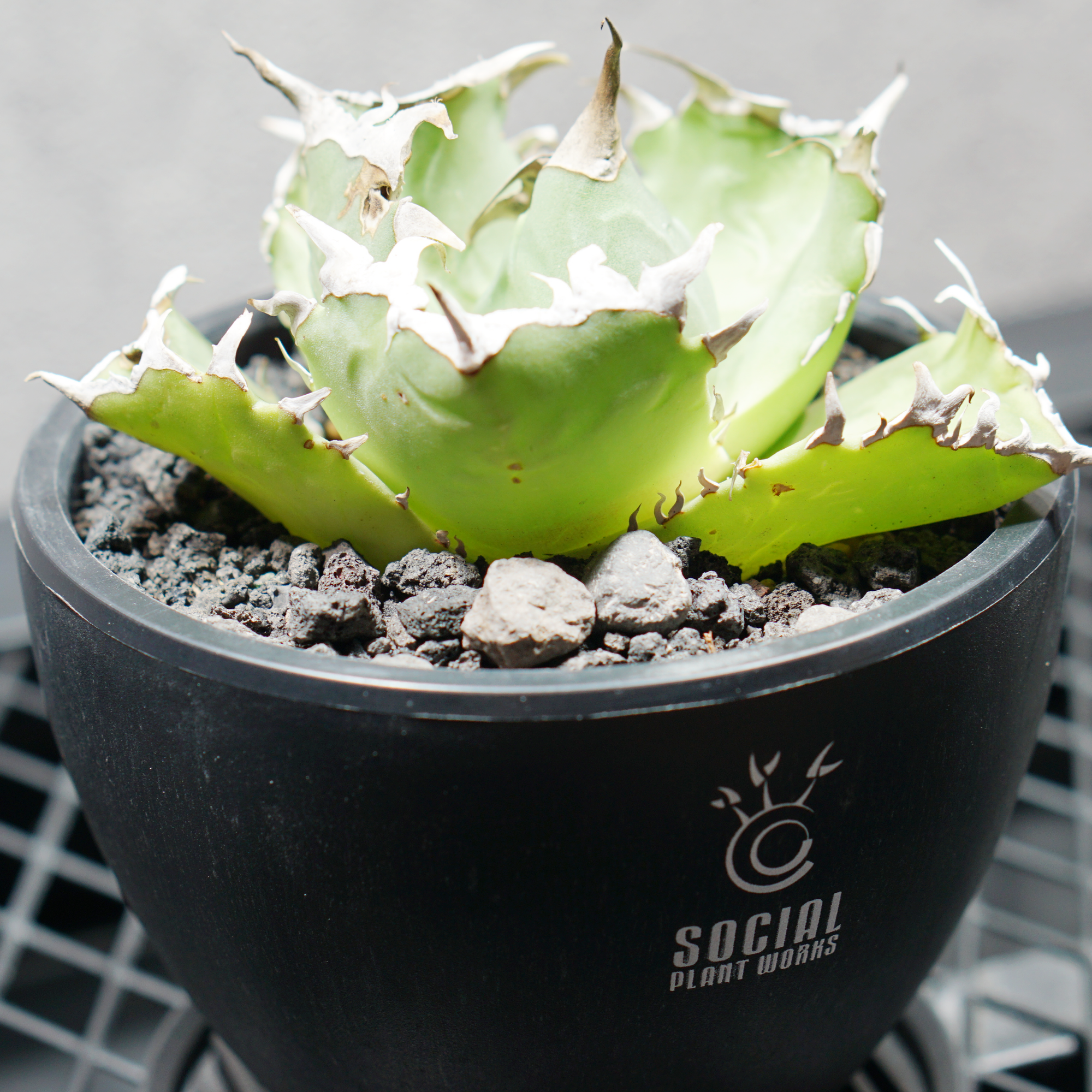 アガベ チタノタ クラブ 蟹02 LOGO ECO POT SIZE S（3.5号サイズ鉢）＋ LOGO SLIT PLATE Sセット