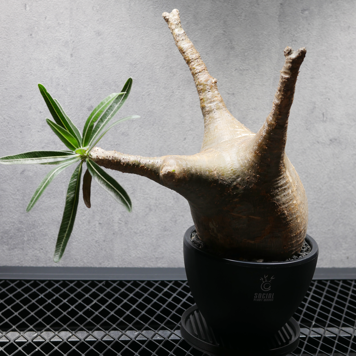 パキポディウム グラキリス 発根済み良型 LOGO ECO POT SIZE M（4.5号サイズ鉢）＋ LOGO SLIT PLATE Mセット