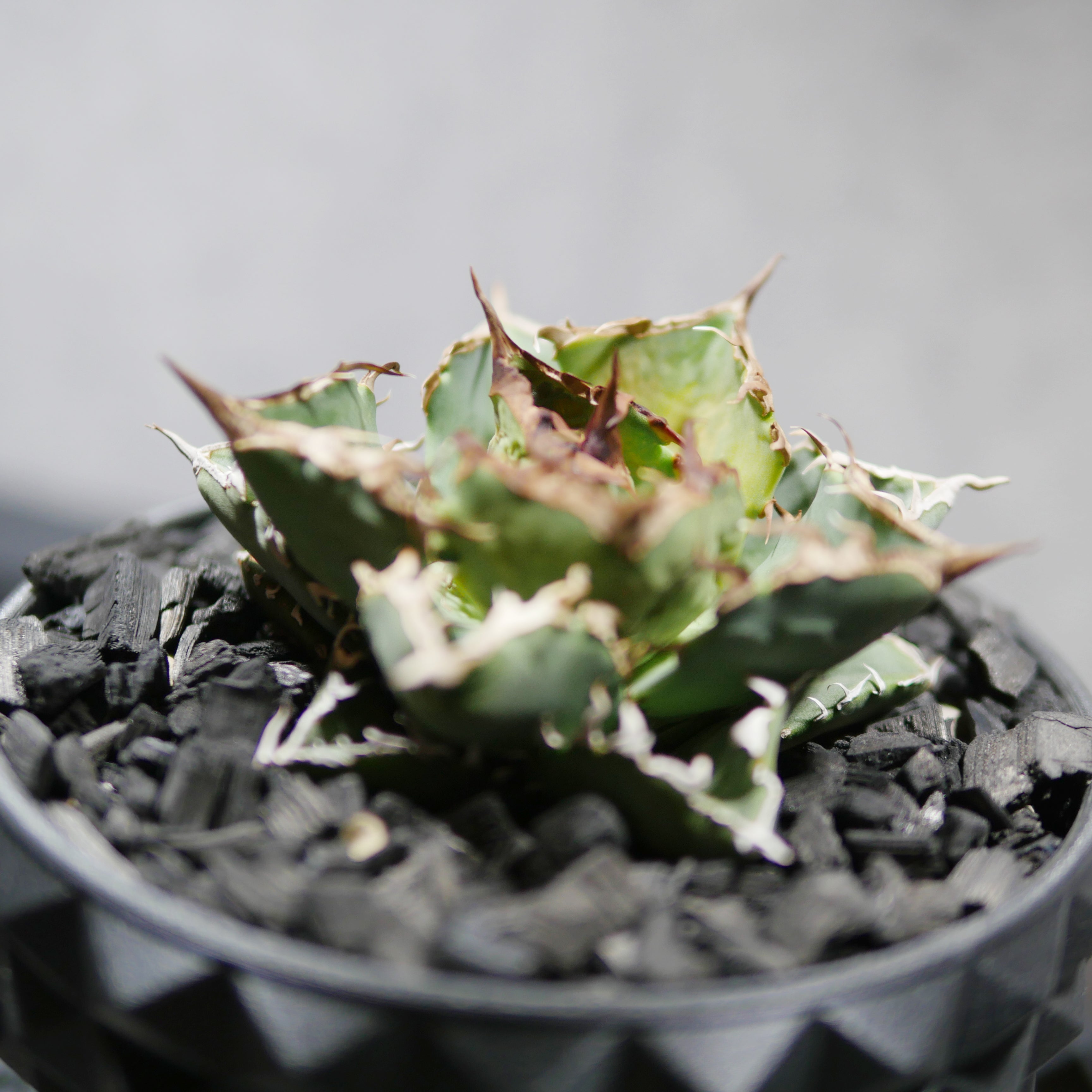 アガベ チタノタ シーザー POT STUD SIZE M（4号サイズ鉢）＋ SLIT