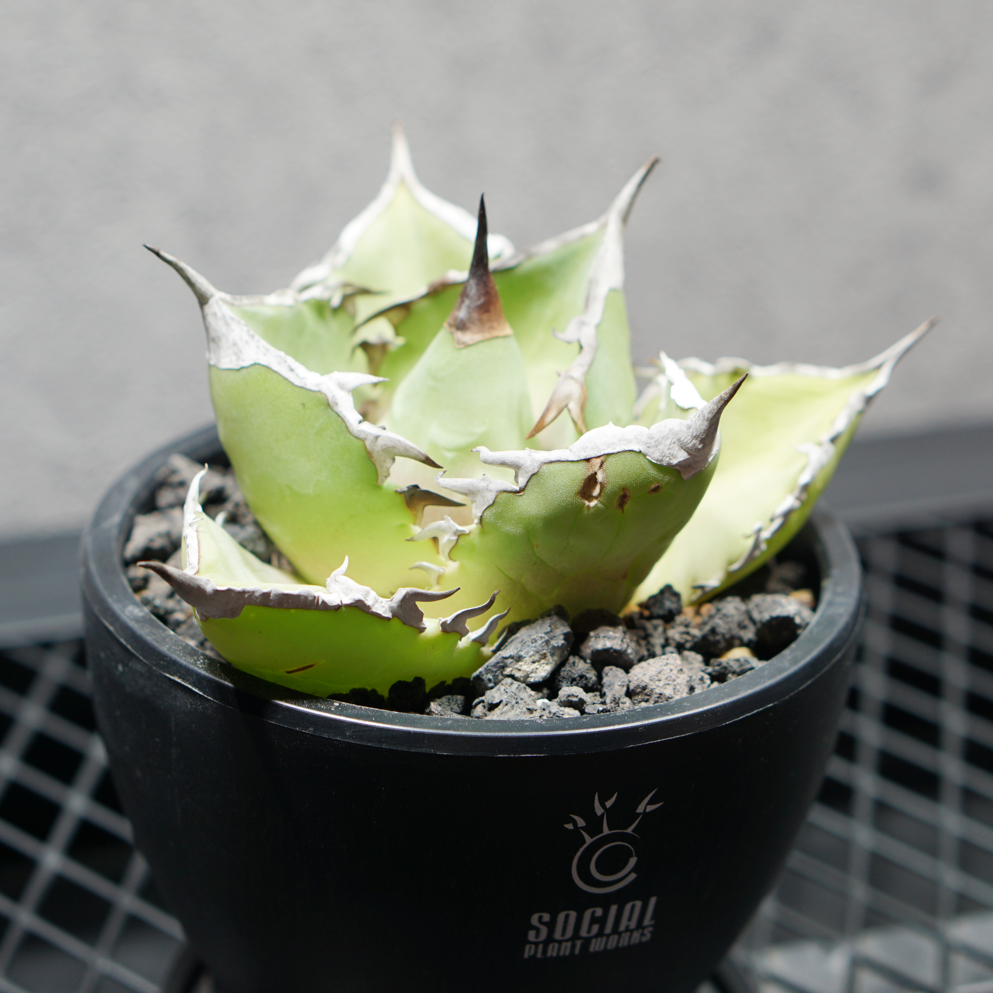 アガベ チタノタ シャークソード03 LOGO ECO POT SIZE S（3.5号サイズ鉢）＋ LOGO SLIT PLATE Sセット
