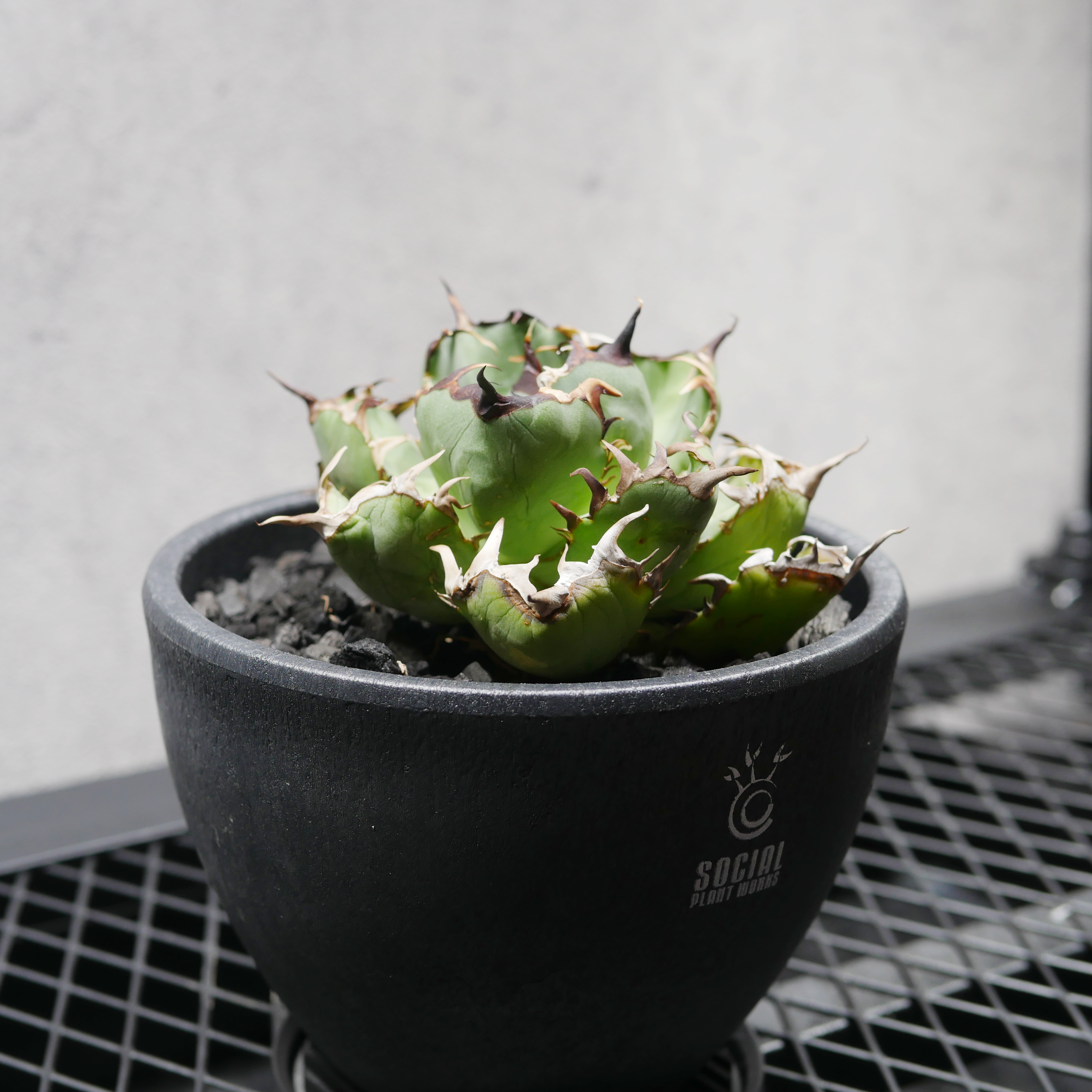 アガベ チタノタ 黒鯨 LOGO ECO POT SIZE M（4.5号サイズ鉢）＋ LOGO