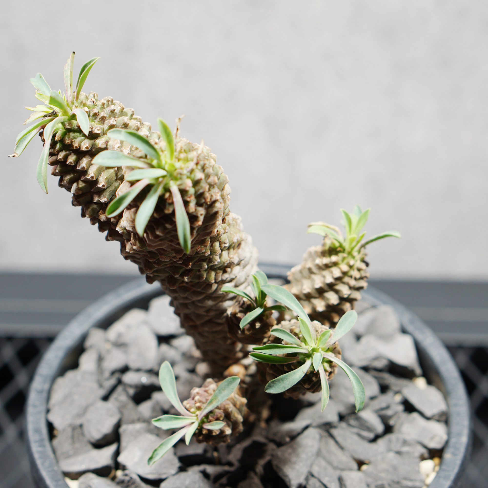 ユーフォルビア ソテツキリン05 LOGO ECO POT SIZE M（4.5号サイズ鉢）＋ LOGO SLIT PLATE Mセット
