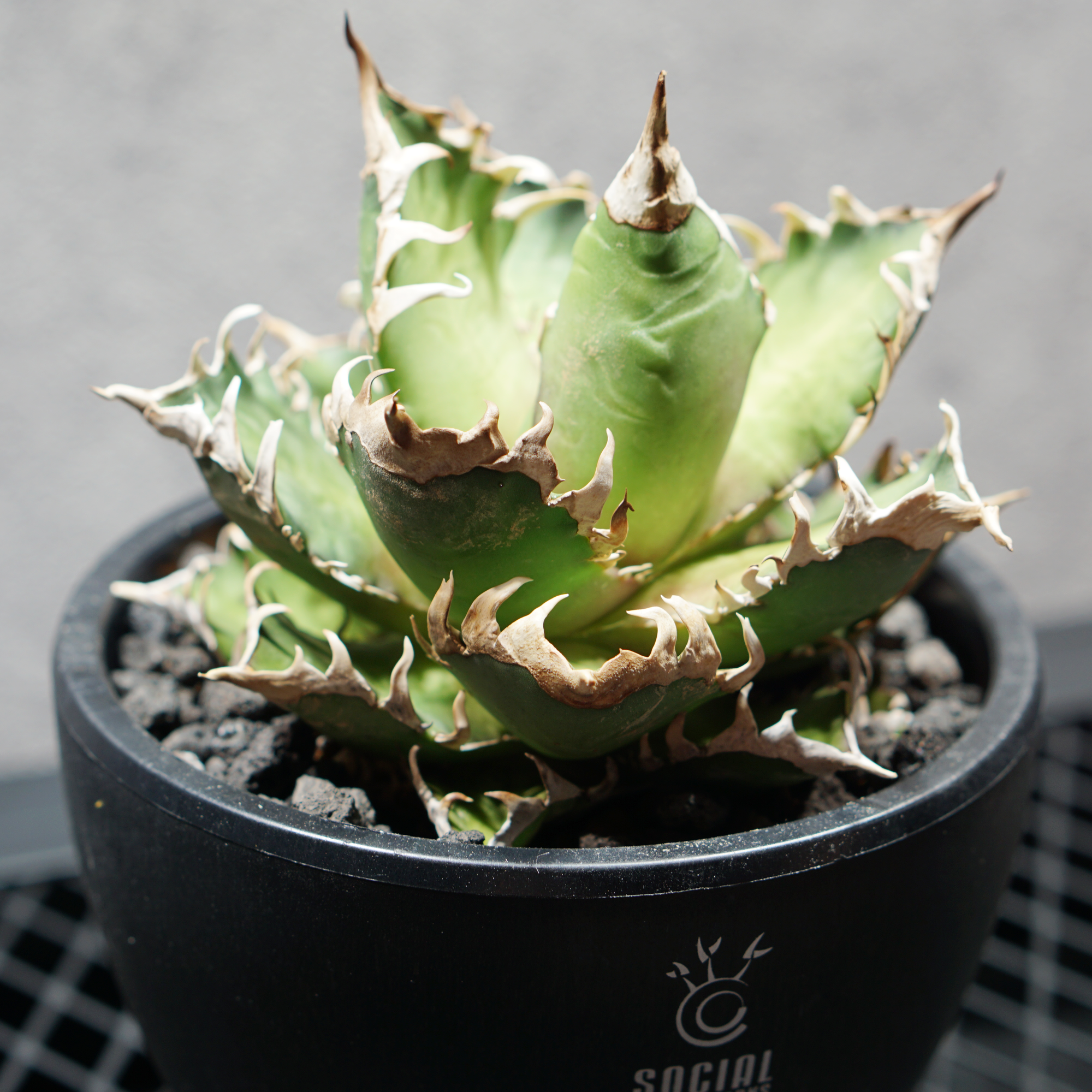 アガベ チタノタ 赤猫 LOGO ECO POT SIZE M（4.5号サイズ鉢）＋ LOGO SLIT PLATE Mセット