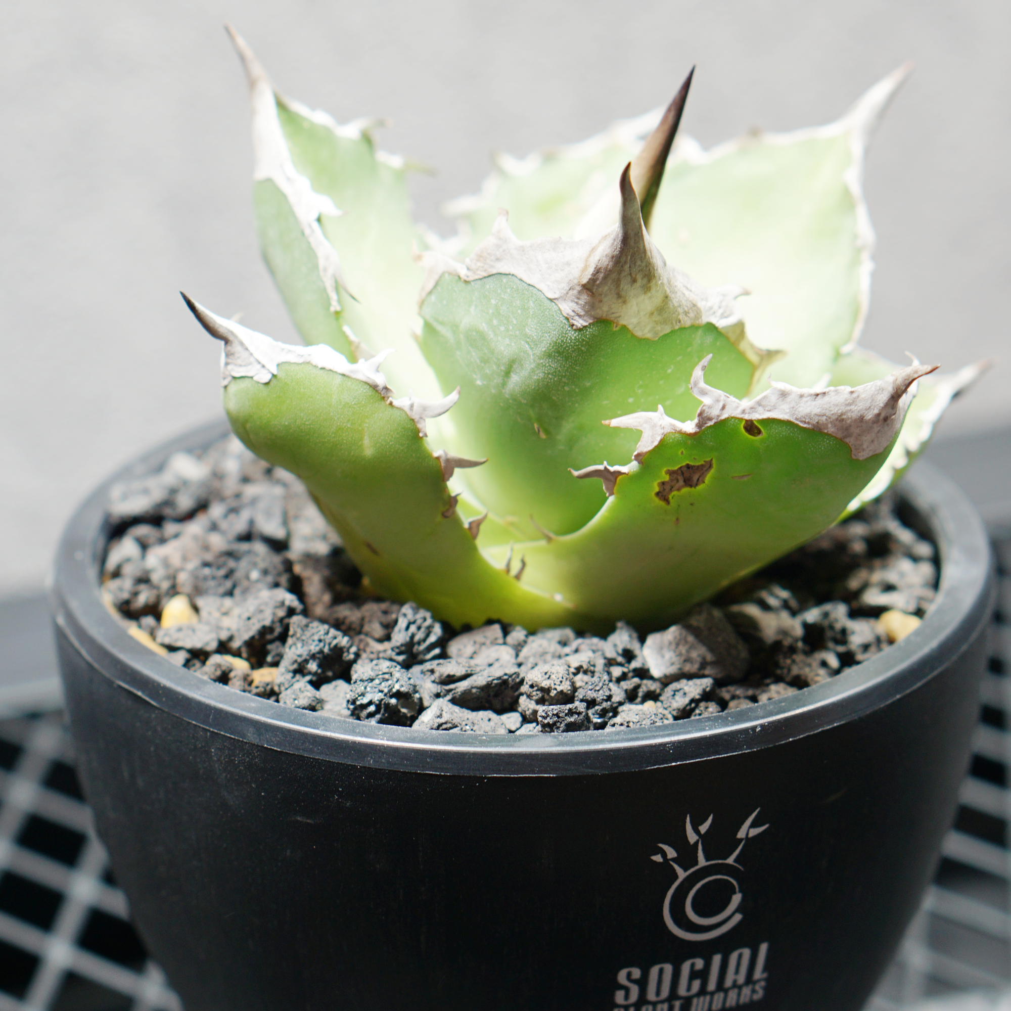 アガベ チタノタ 白犀牛 シロサイ LOGO ECO POT SIZE S（3.5号サイズ鉢）＋ LOGO SLIT PLATE Sセット