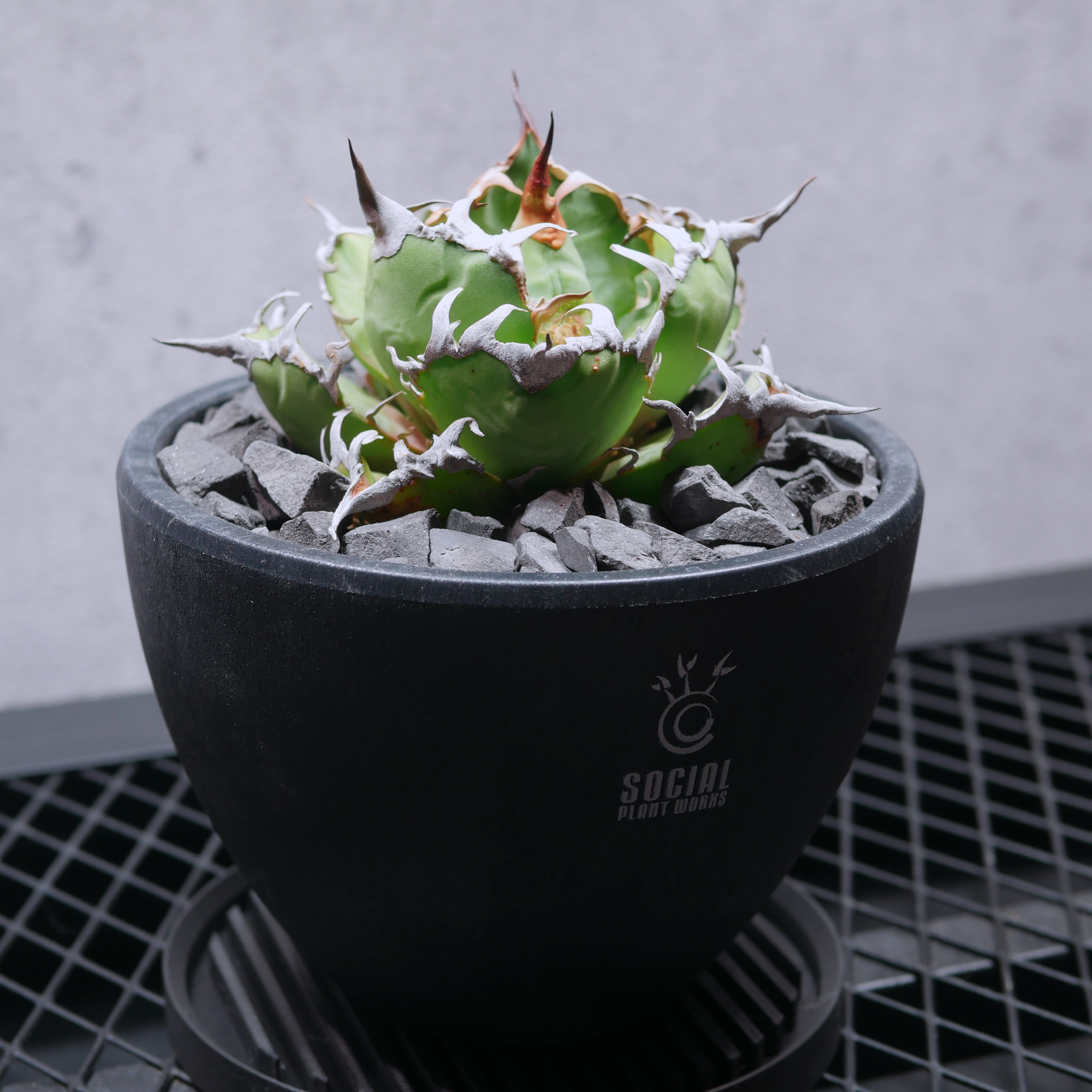 アガベ チタノタ シーザー05 LOGO ECO POT SIZE M(4.5号サイズ鉢)+ アガベ チタノタ シーザー05 LOGO ECO POT SIZE M(4.5号サイズ鉢)+