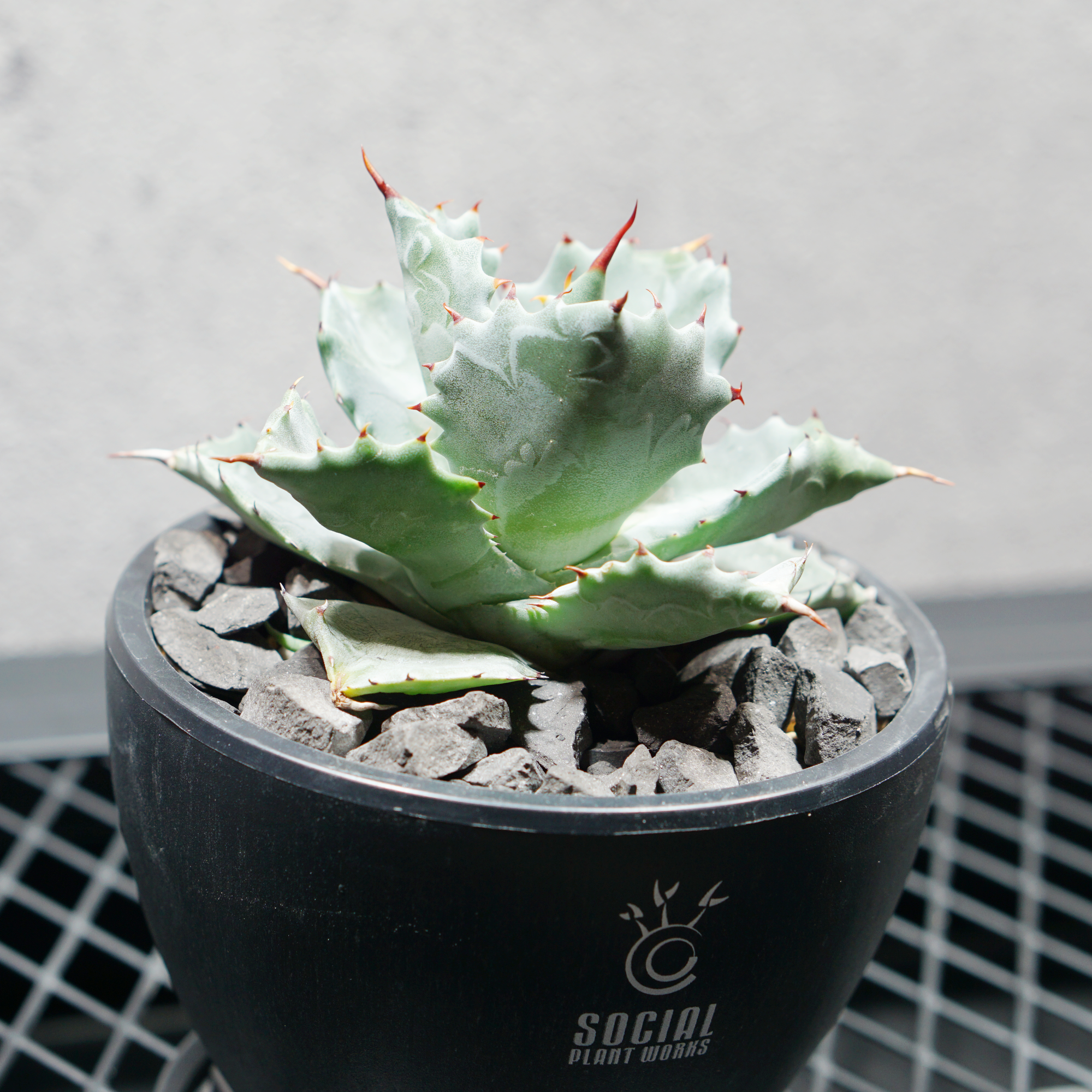 アガベ チタノタ 兜蟹 カブトガニ02 LOGO ECO POT SIZE S（3.5号サイズ鉢）＋ LOGO SLIT PLATE Sセット