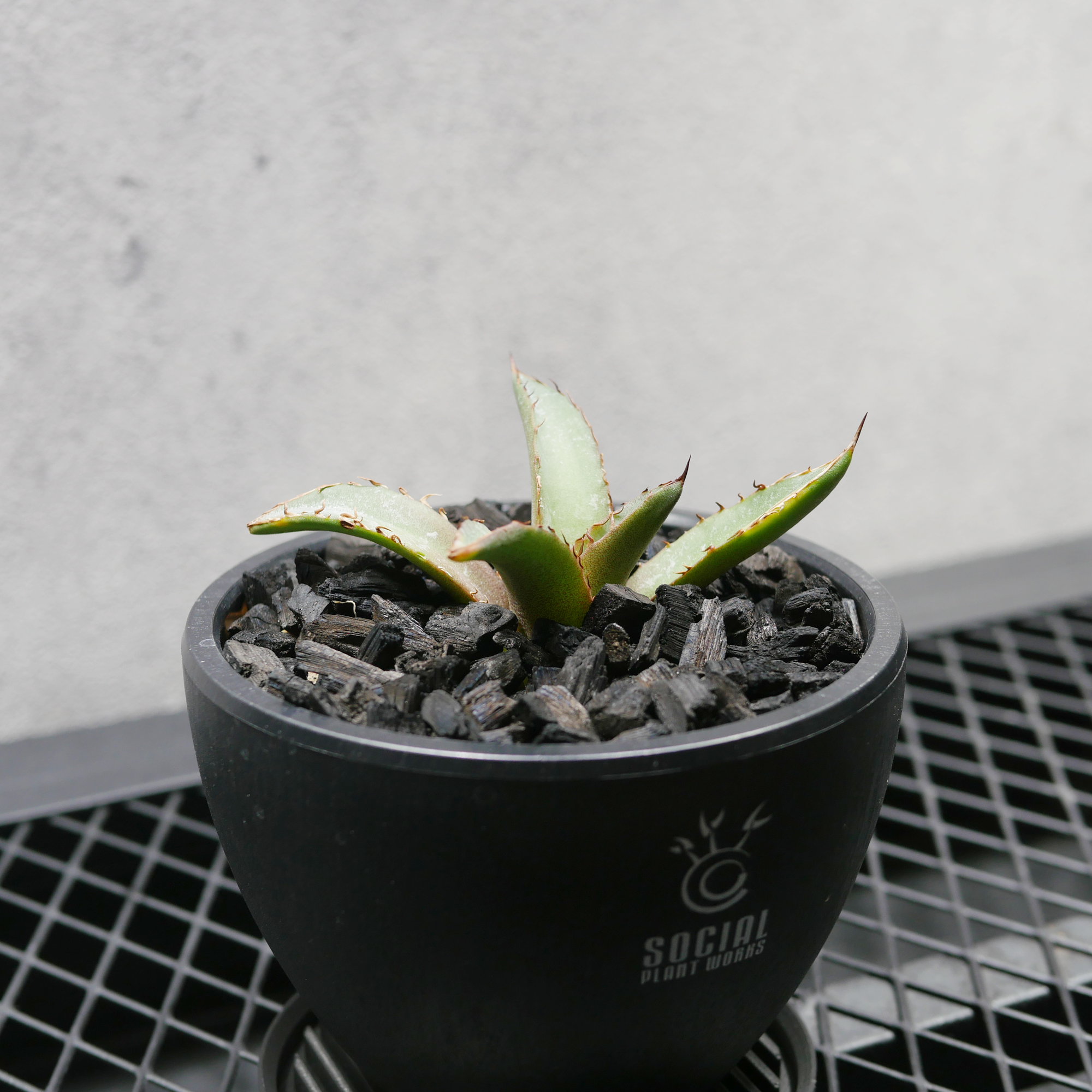 アガベ チタノタ フィリグリー LOGO ECO POT SIZE S(3.5号サイズ鉢 アガベ チタノタ フィリグリー LOGO ECO POT SIZE S(3.5号サイズ鉢