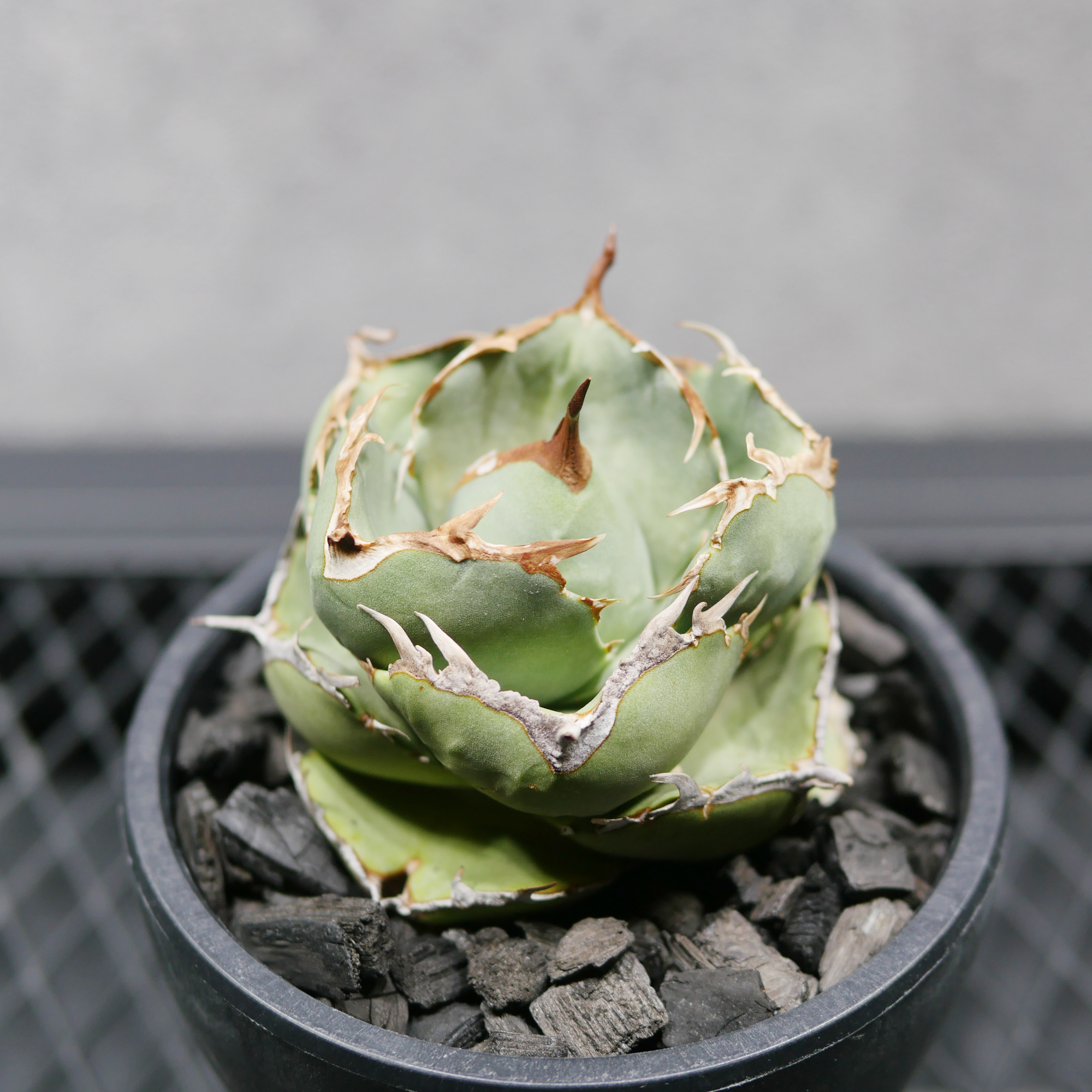 アガベ チタノタ ジャガーノート LOGO ECO POT SIZE S(3.5号サイズ鉢 アガベ チタノタ ジャガーノート LOGO ECO POT SIZE S(3.5号サイズ鉢