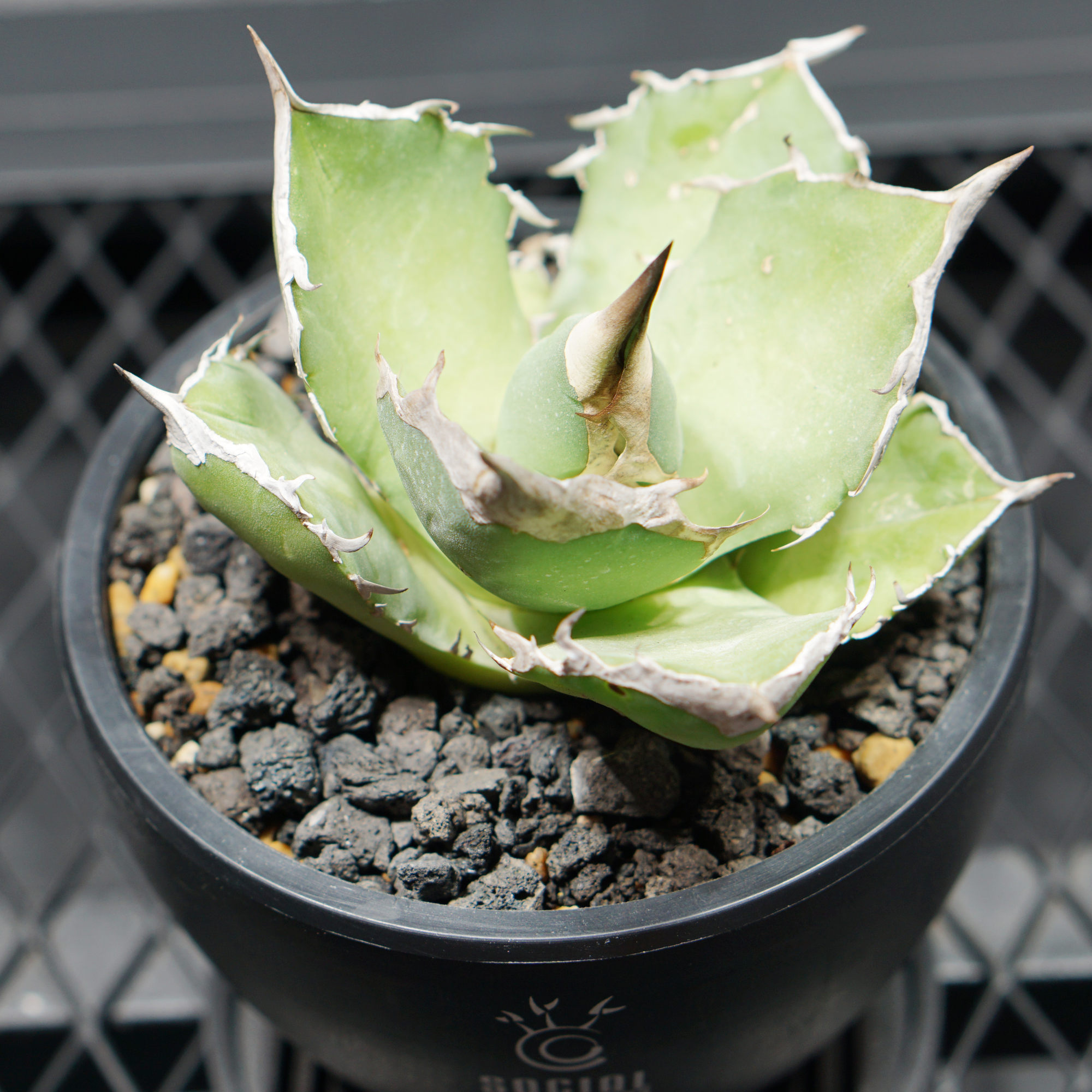 アガベ チタノタ 白犀牛 シロサイ LOGO ECO POT SIZE S（3.5号サイズ鉢）＋ LOGO SLIT PLATE Sセット