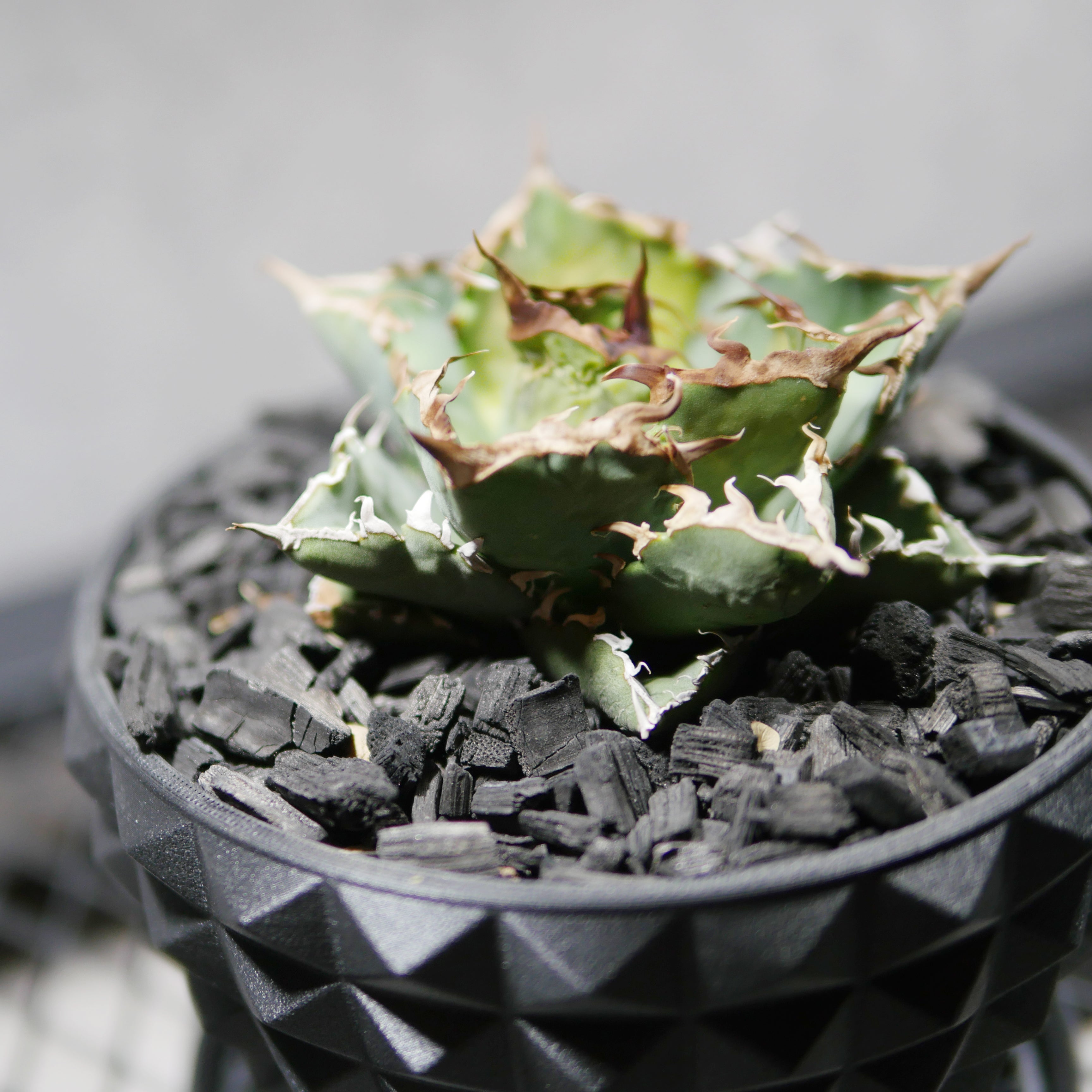 アガベ　チタノタシーザー アガベ チタノタ シーザー POT STUD SIZE M（4号サイズ鉢）＋ SLIT