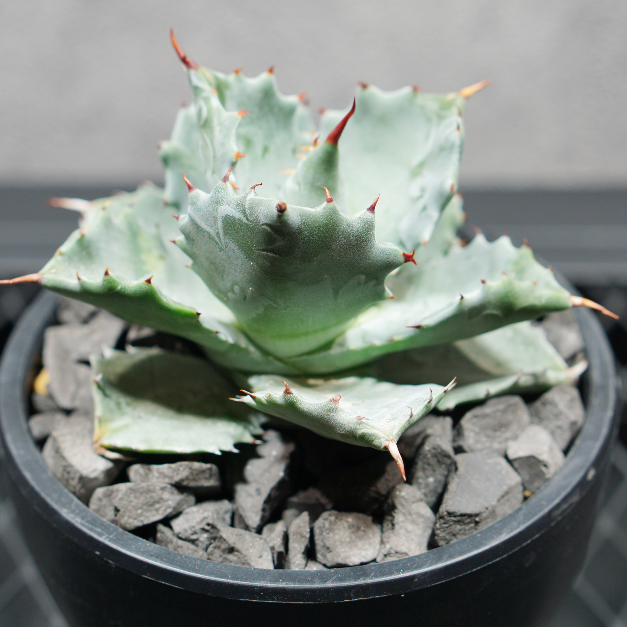 アガベ チタノタ 兜蟹 カブトガニ02 LOGO ECO POT SIZE S（3.5号サイズ鉢）＋ LOGO SLIT PLATE Sセット