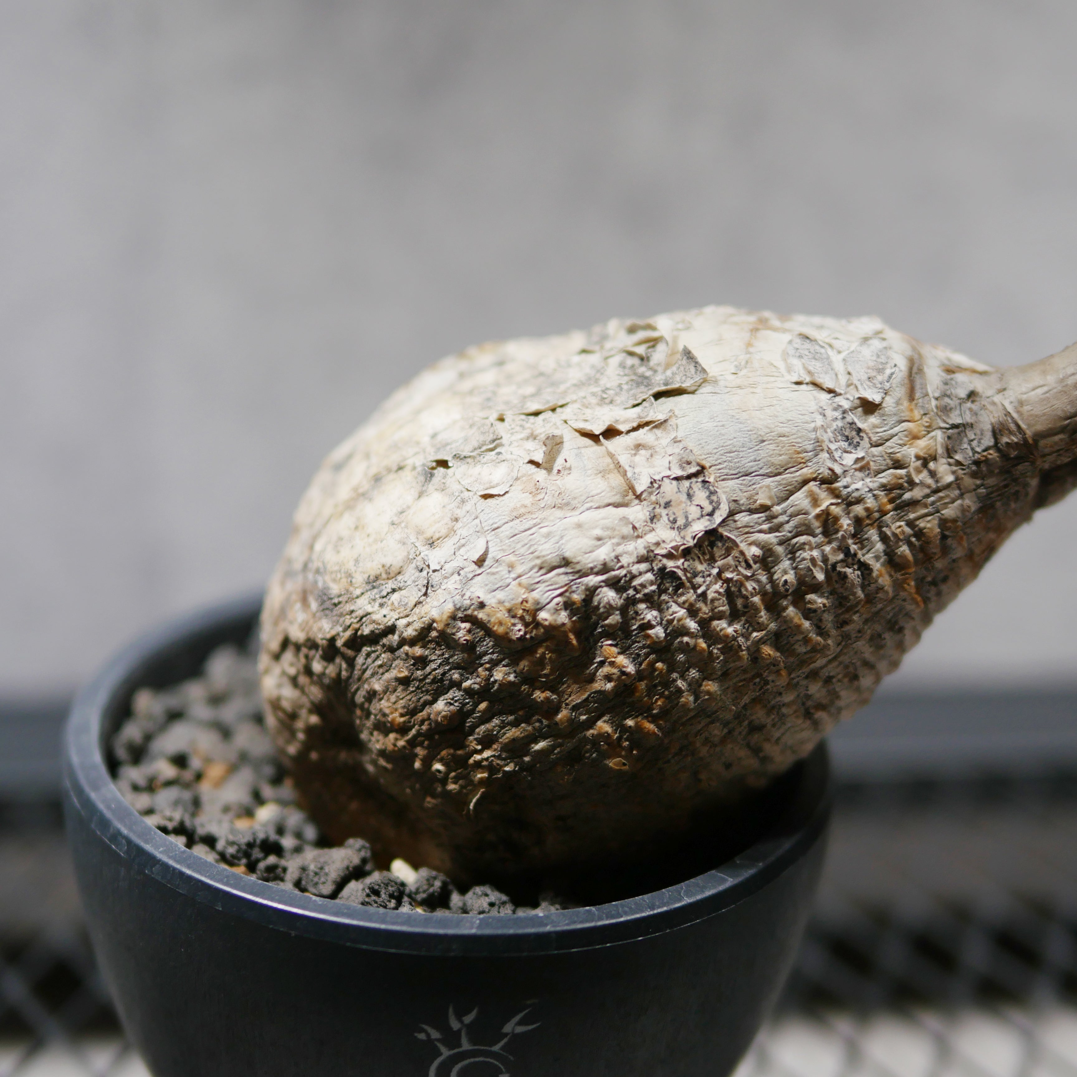 パキポディウム・グラキリス LOGO ECO POT SIZE M（4.5号サイズ鉢）＋