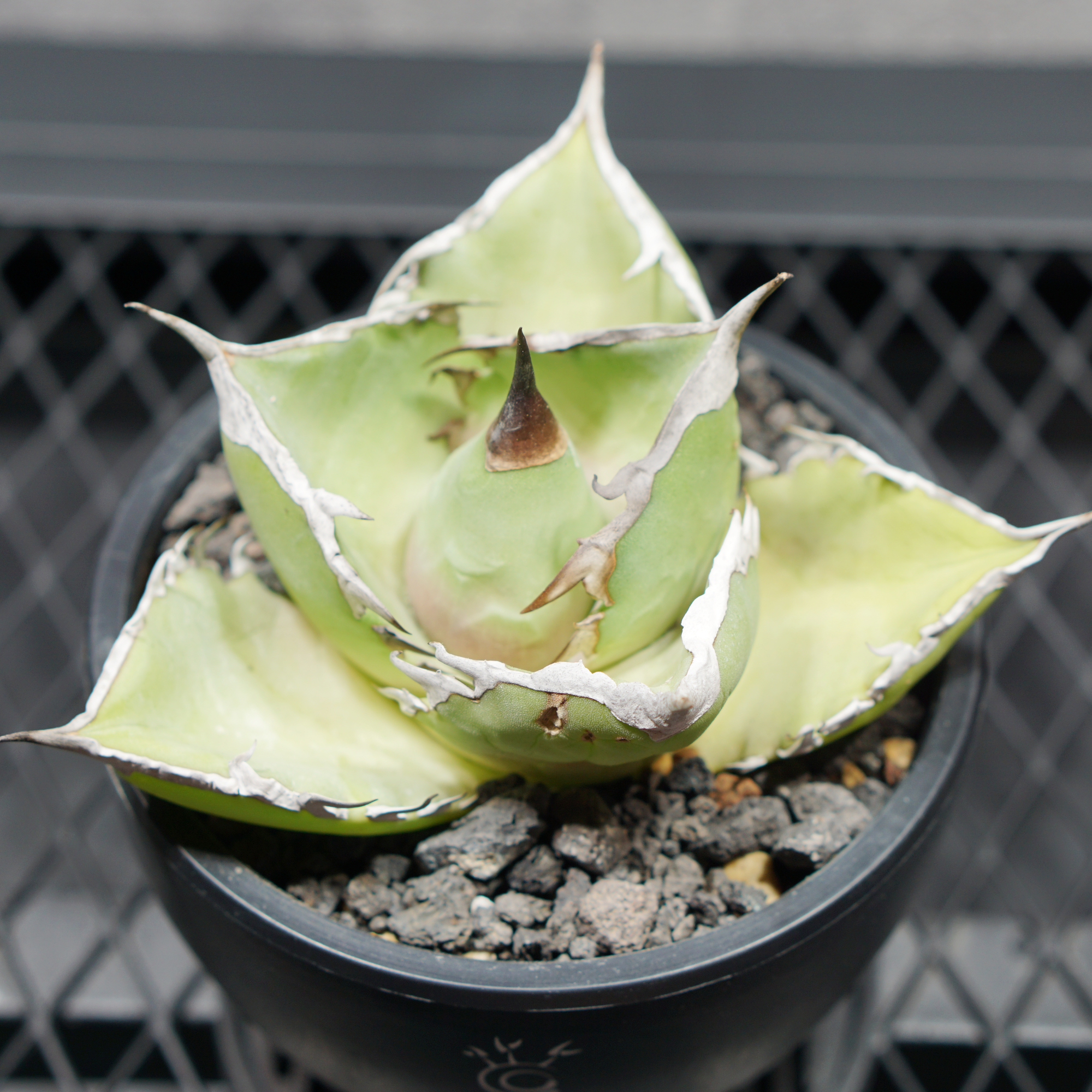 アガベ チタノタ シャークソード03 LOGO ECO POT SIZE S（3.5号サイズ鉢）＋ LOGO SLIT PLATE Sセット