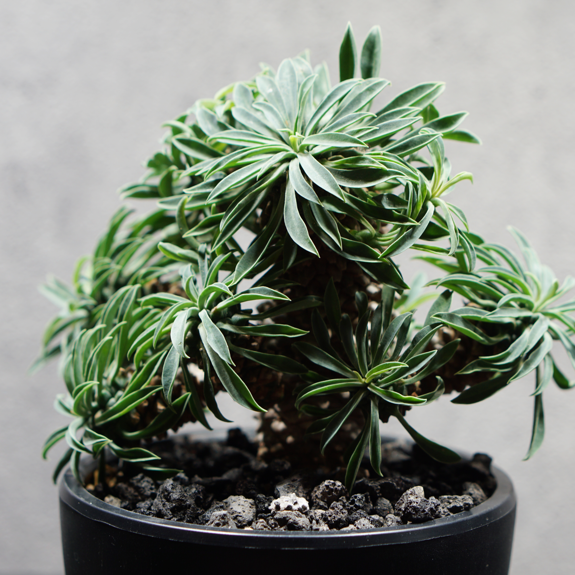 ユーフォルビア ソテツキリン06 LOGO ECO POT SIZE S（3.5号サイズ鉢）＋ LOGO SLIT PLATE Sセット