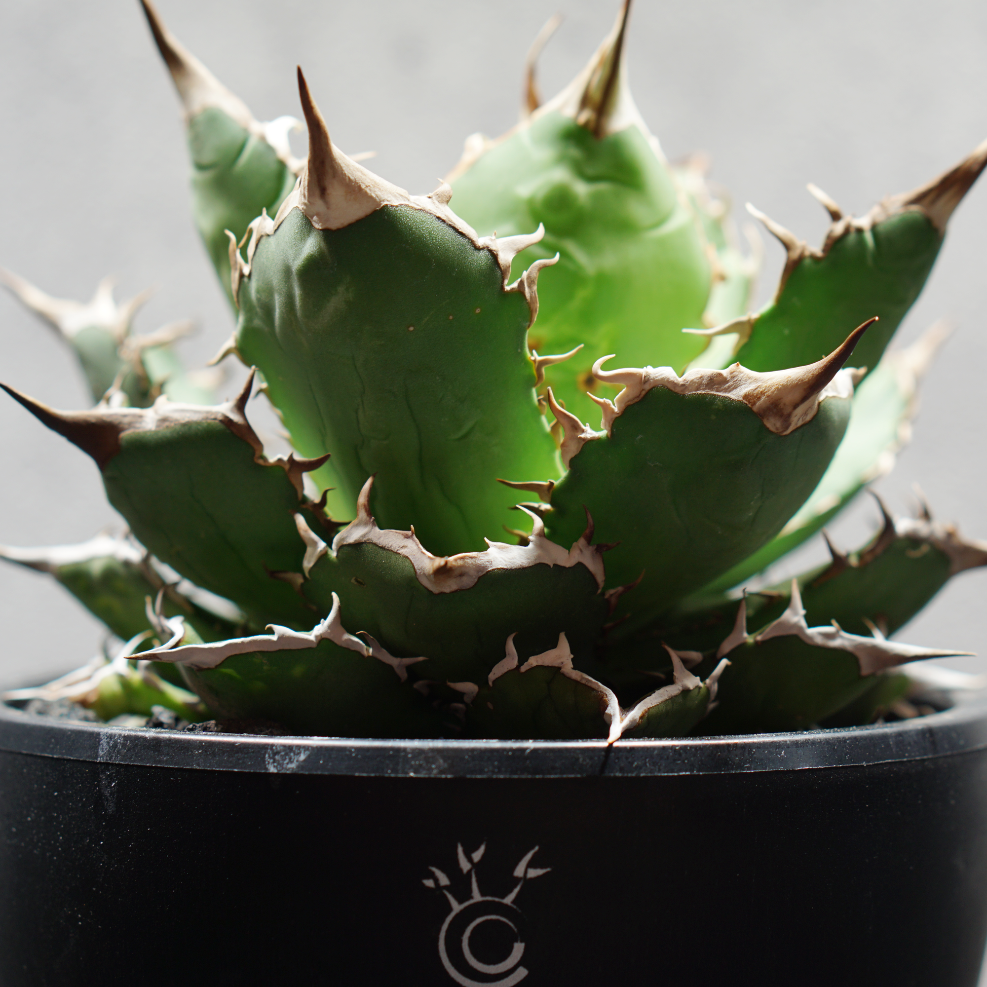 アガベ チタノタ 熊猫 パンダ LOGO ECO POT SIZE M（4.5号サイズ鉢）＋ LOGO SLIT PLATE Mセット