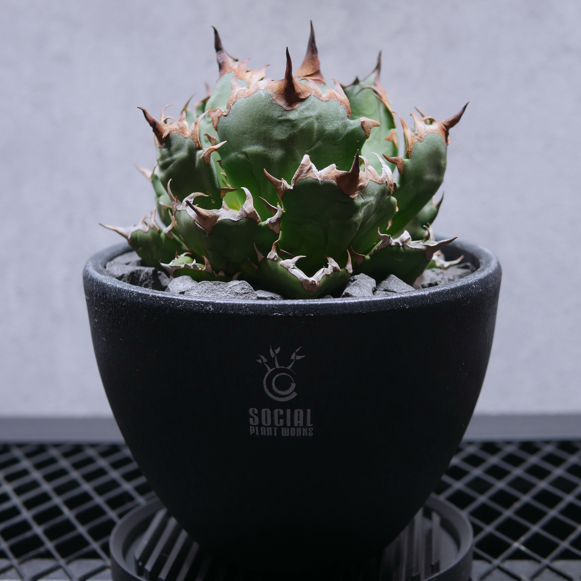 アガベ チタノタ 姫仁王冠 ボール株 LOGO ECO POT SIZE M(4.5号サイズ アガベ チタノタ 姫仁王冠 ボール株 LOGO ECO POT SIZE M(4.5号サイズ