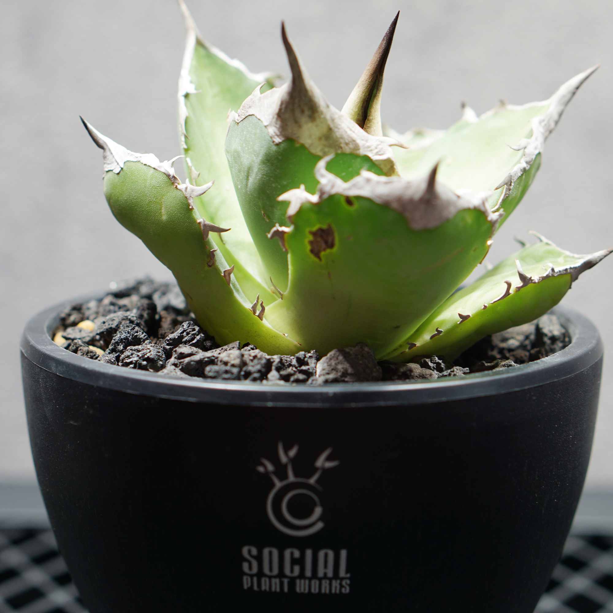 アガベ チタノタ 白犀牛 シロサイ LOGO ECO POT SIZE S（3.5号サイズ鉢）＋ LOGO SLIT PLATE Sセット
