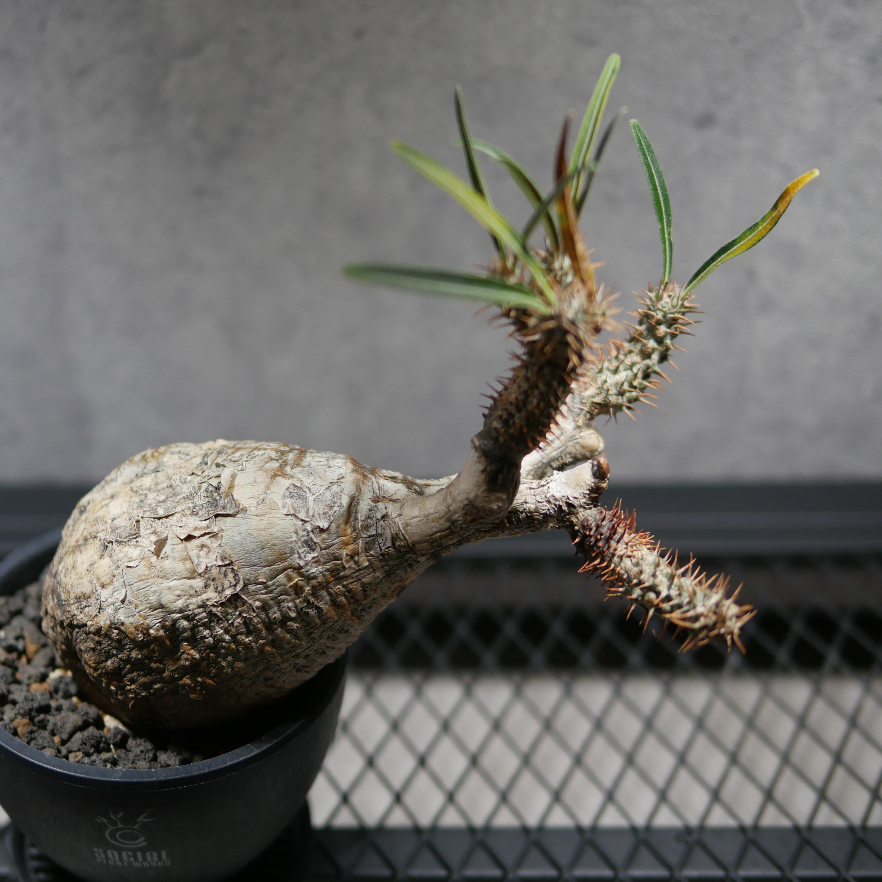 パキポディウム・グラキリス LOGO ECO POT SIZE M（4.5号サイズ鉢）＋