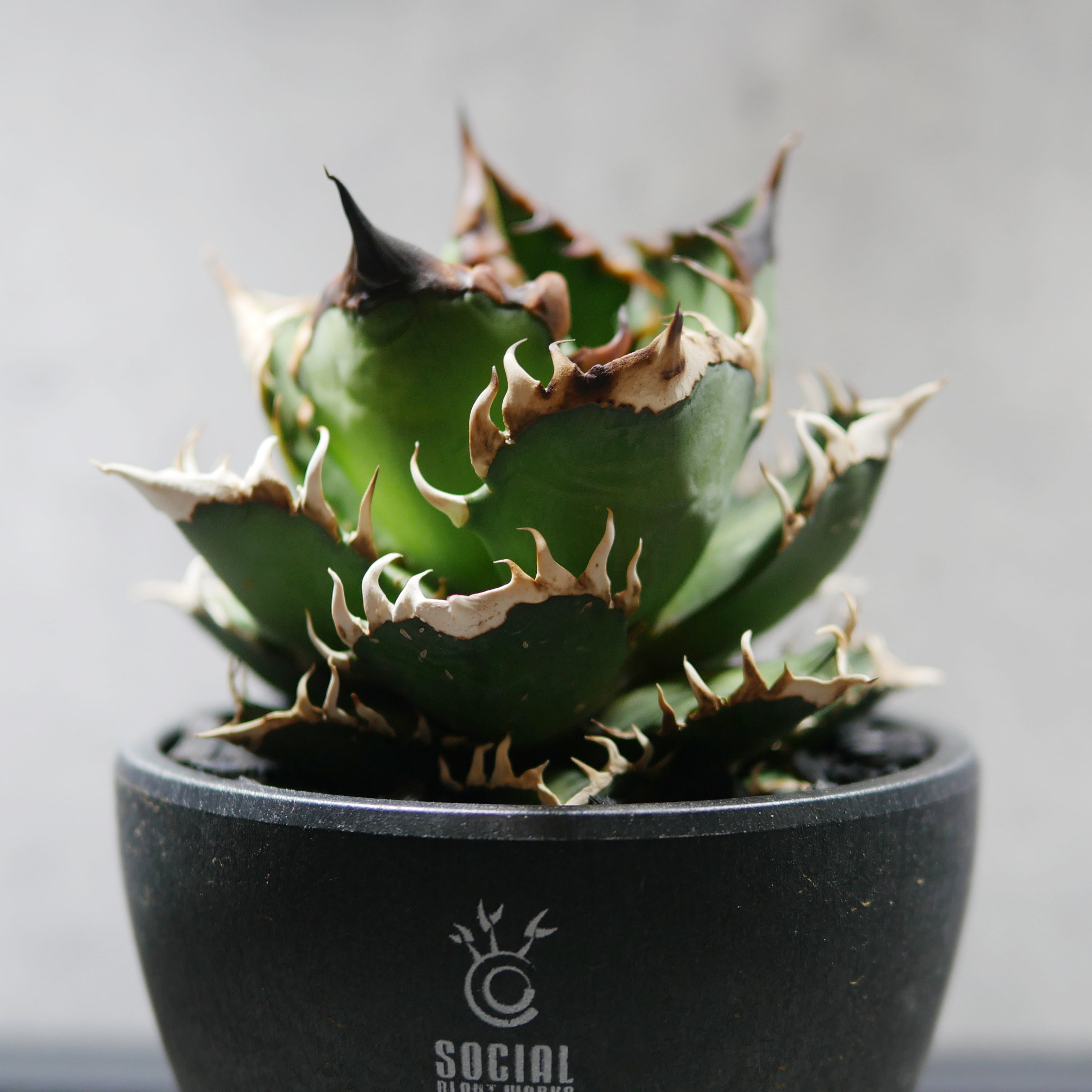 アガベ チタノタ レッドキャットウィールズ 赤猫03 LOGO ECO POT SIZE